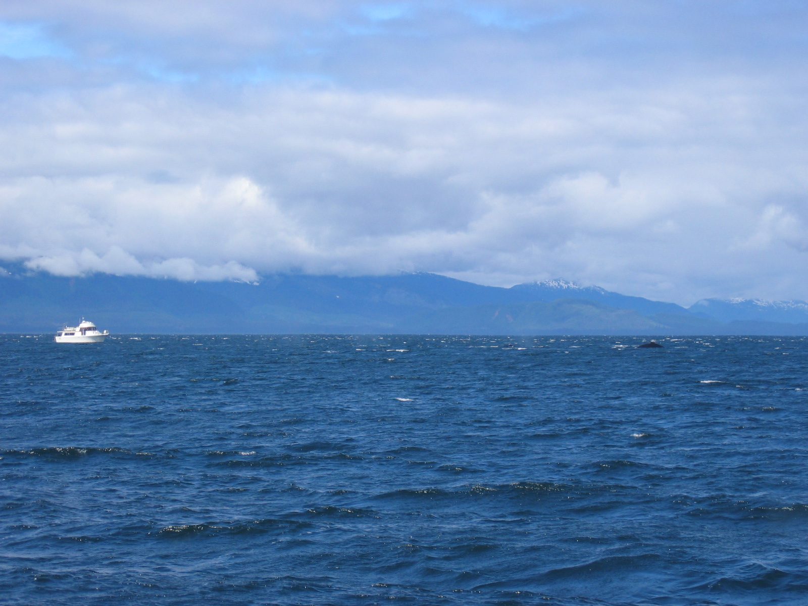 ... and finally, a whale.  Breaching, which is the spectacular leap from the water, is pretty...