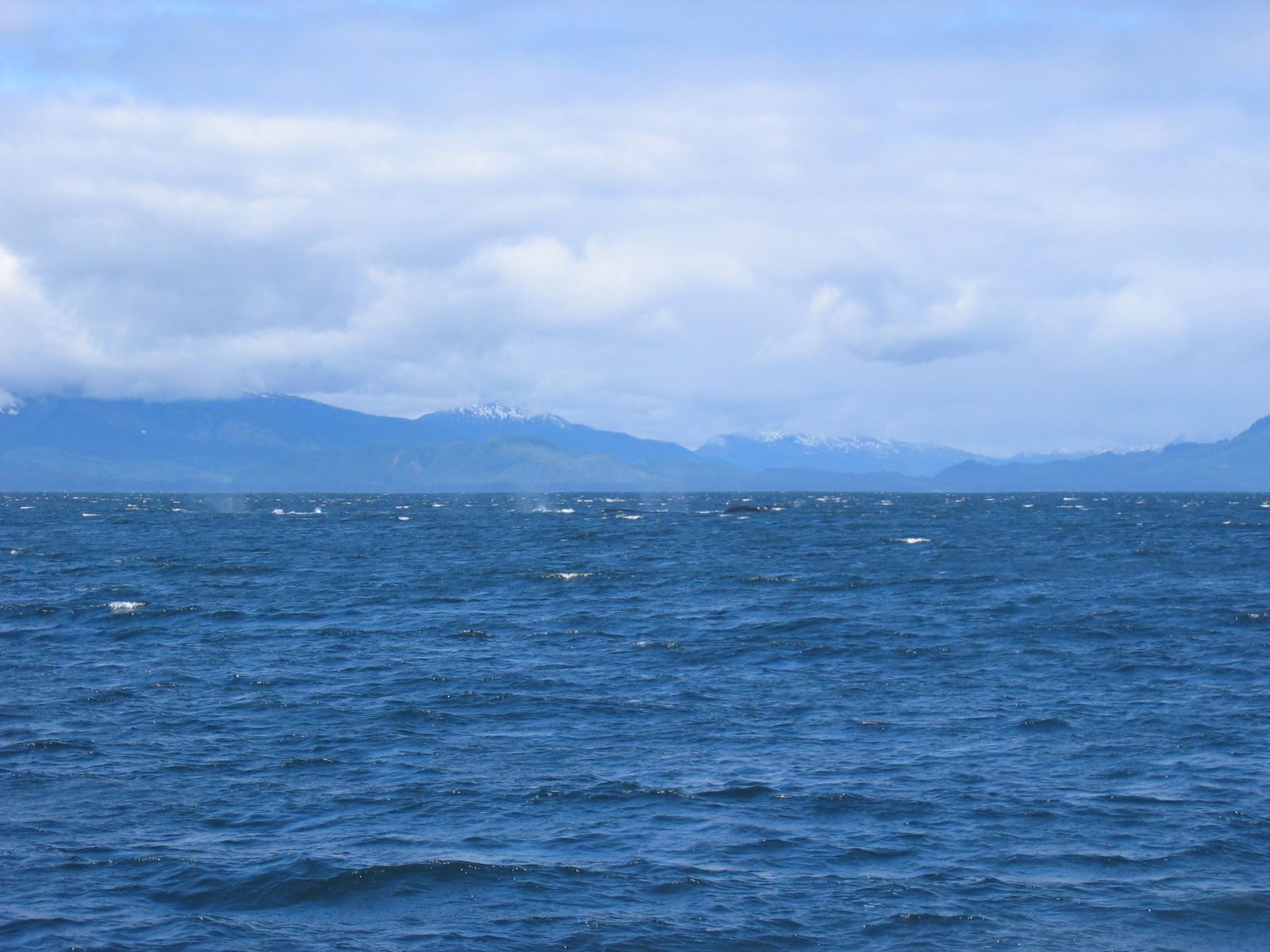 ... and perhaps two other whales, and some more 'blowing'.