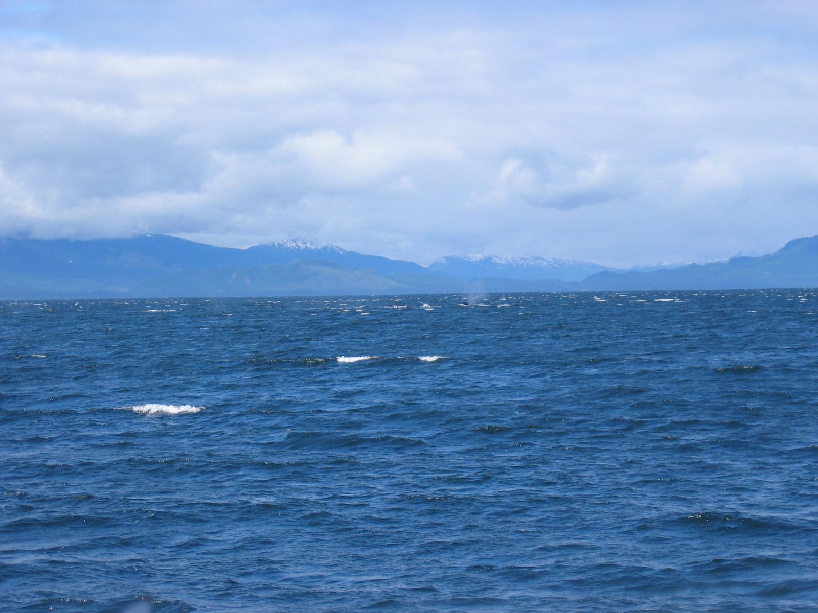 The tail of the humpback is called a fluke and sometimes you can see them slap that against the...