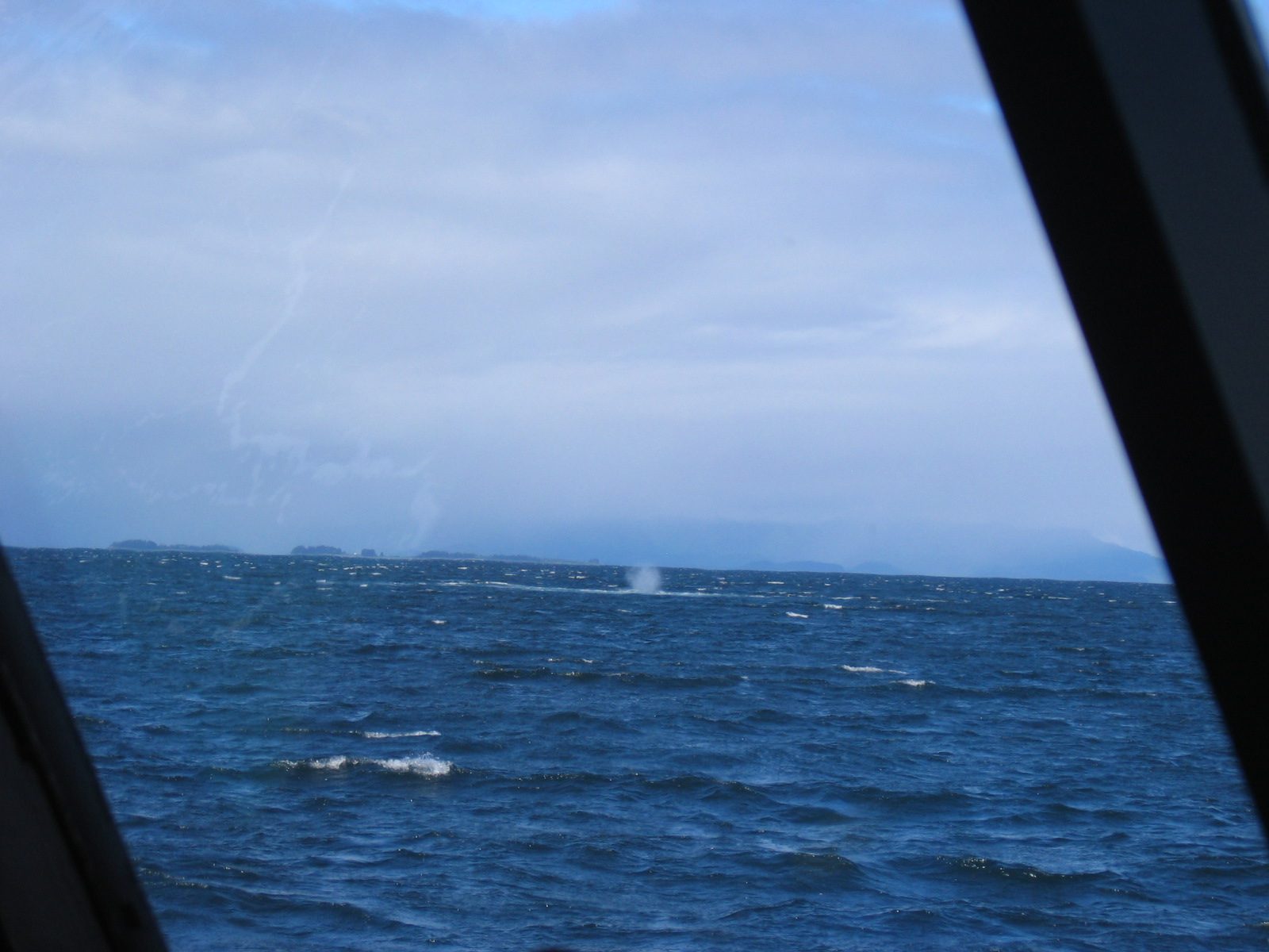 The naturalist felt we were watching "bubble netting" ... a very unusual cooperative behavior...