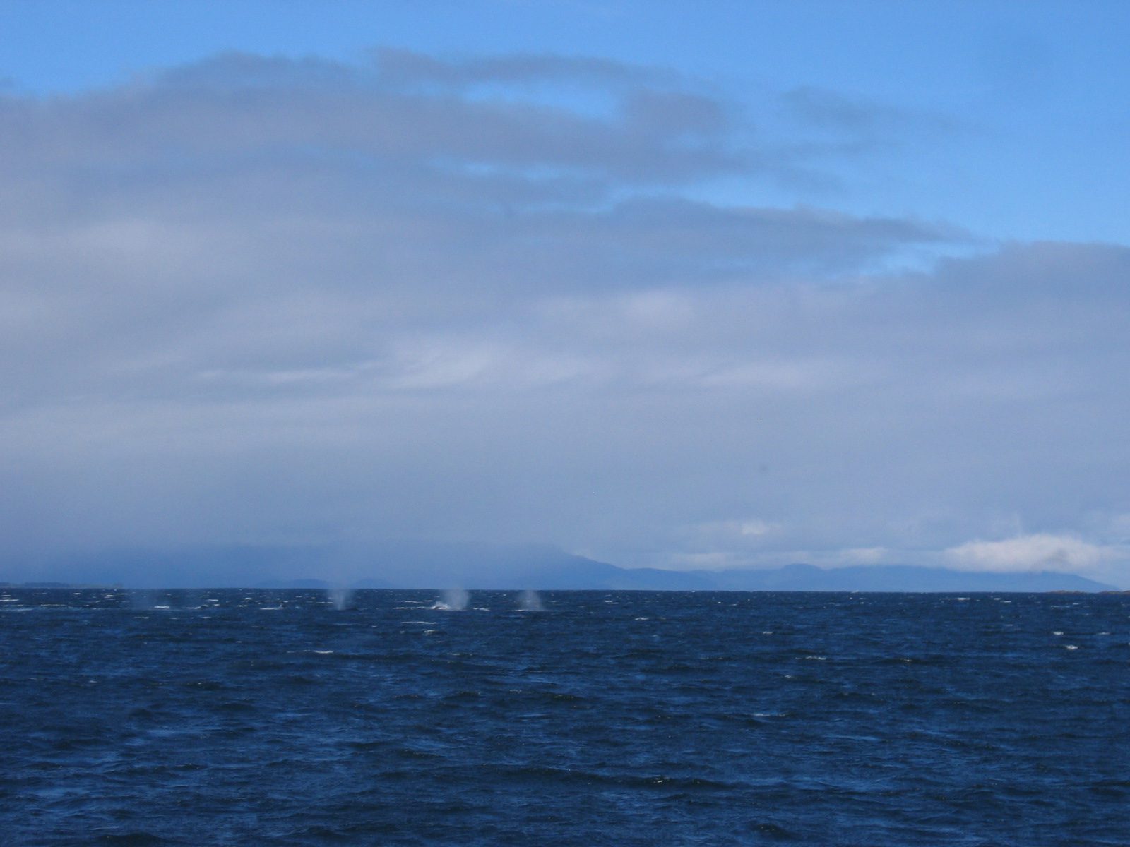 Seemed to get a lot of pictures of blows, but not that many of whales.
