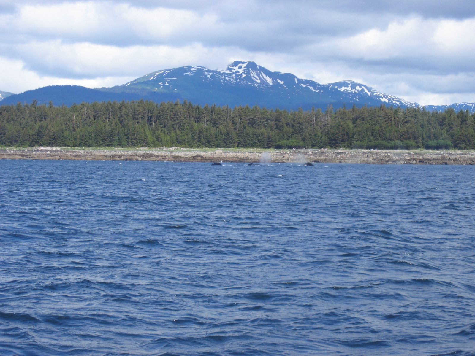 Definitely three in this one.  Whales are normally solitary, so this was all very unusual.