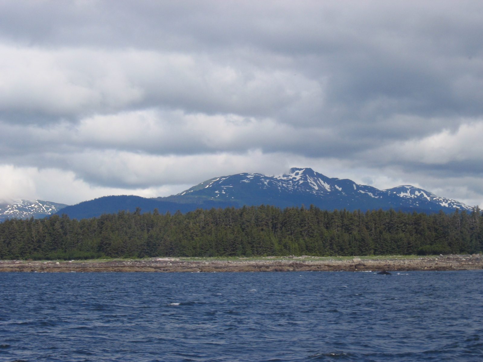 We were probably in and around this group of whales for almost an hour.