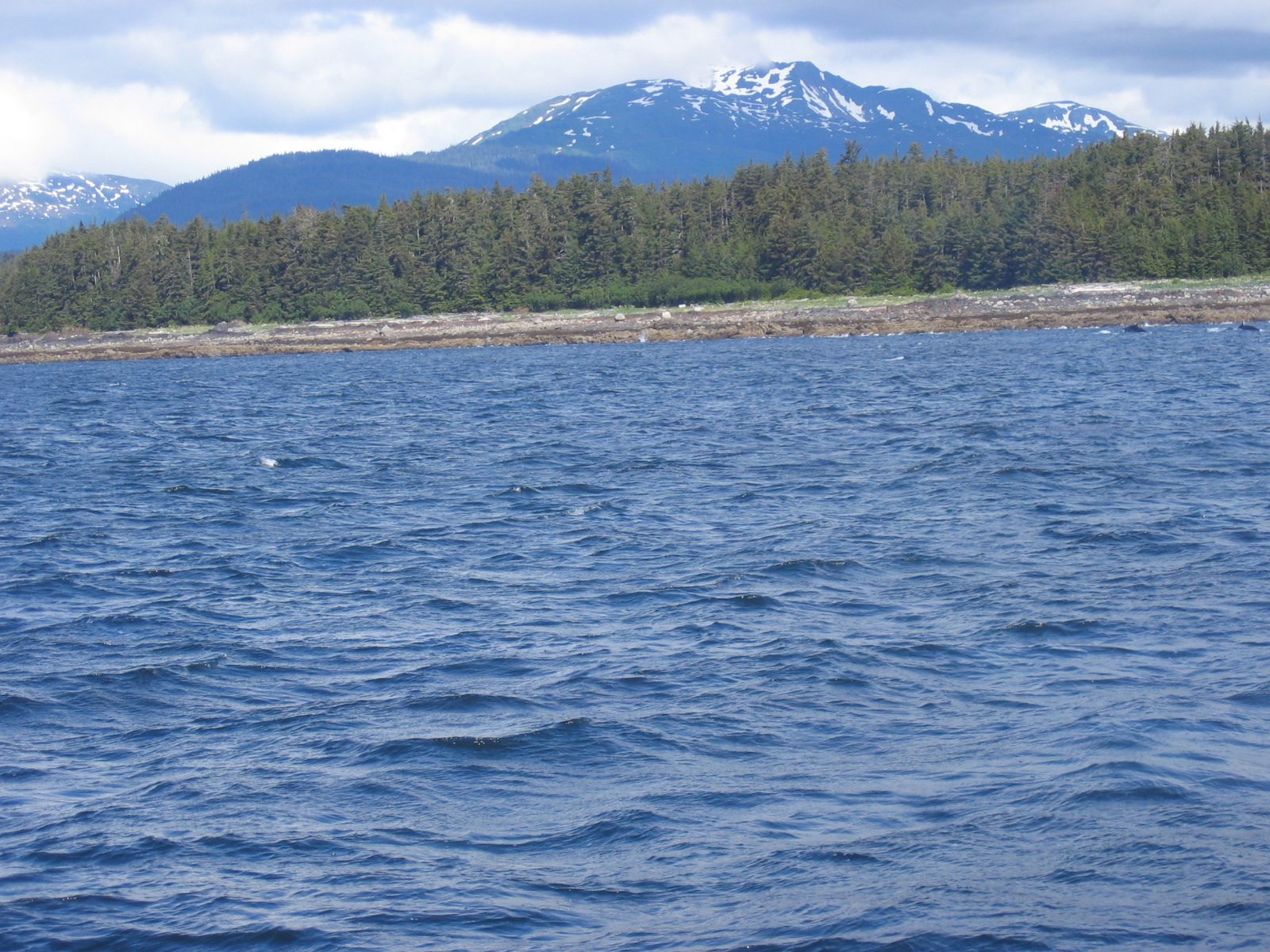 If I told you there was a bear on shore, would you believe me?