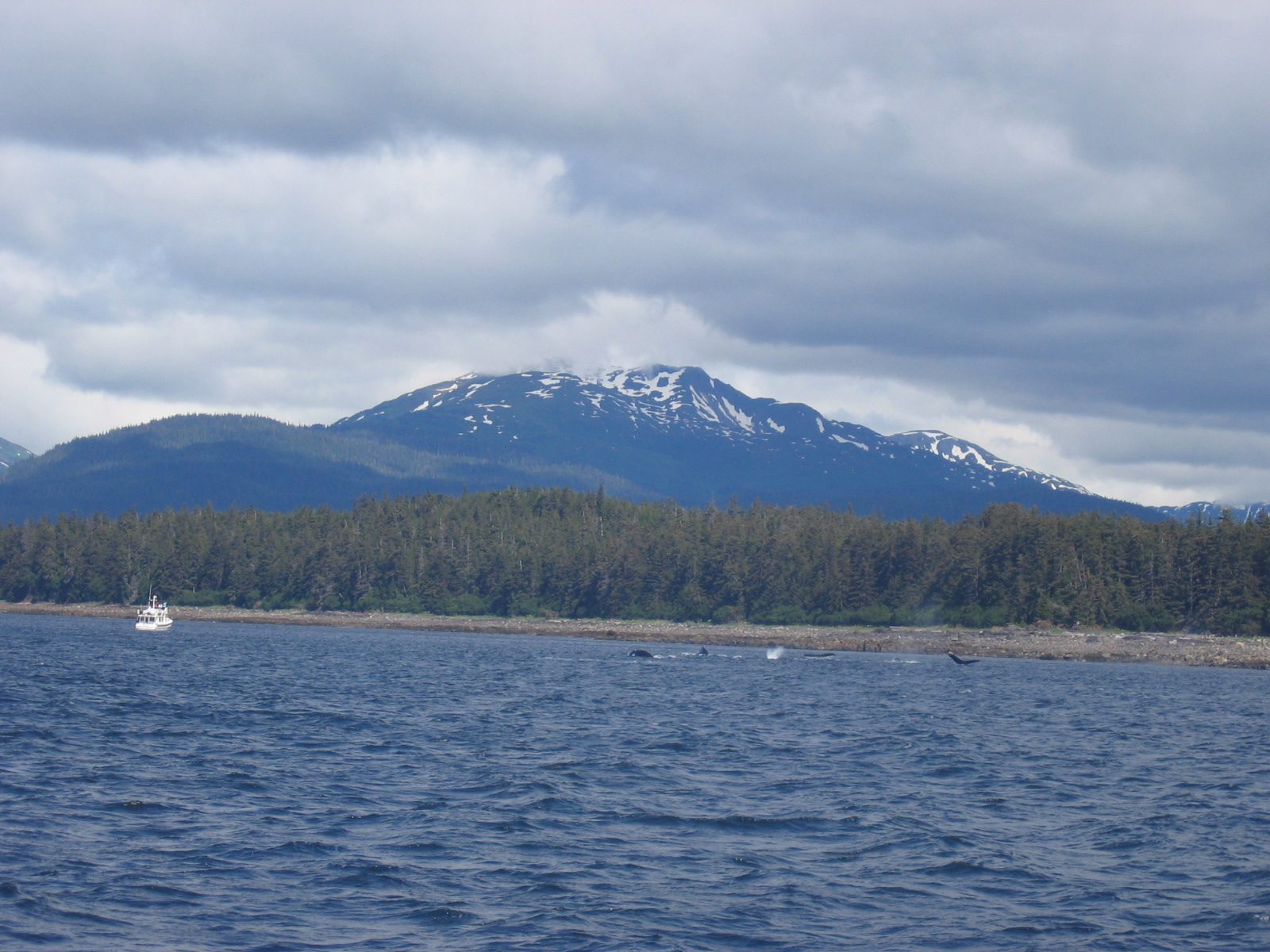and couple more break the surface.  I told Judy that we better not take any more whale watching...