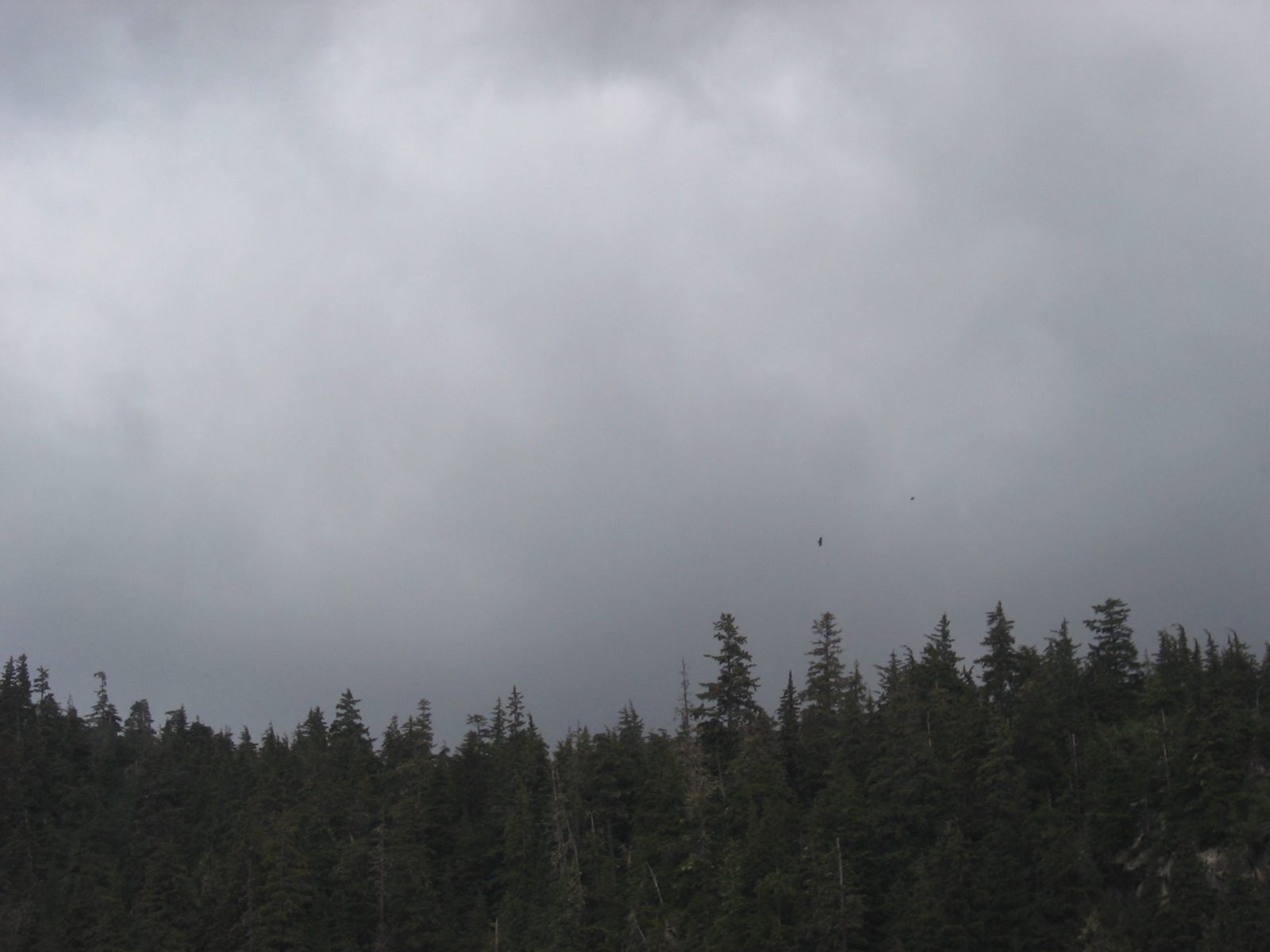 Ah, a bald eagle in flight.