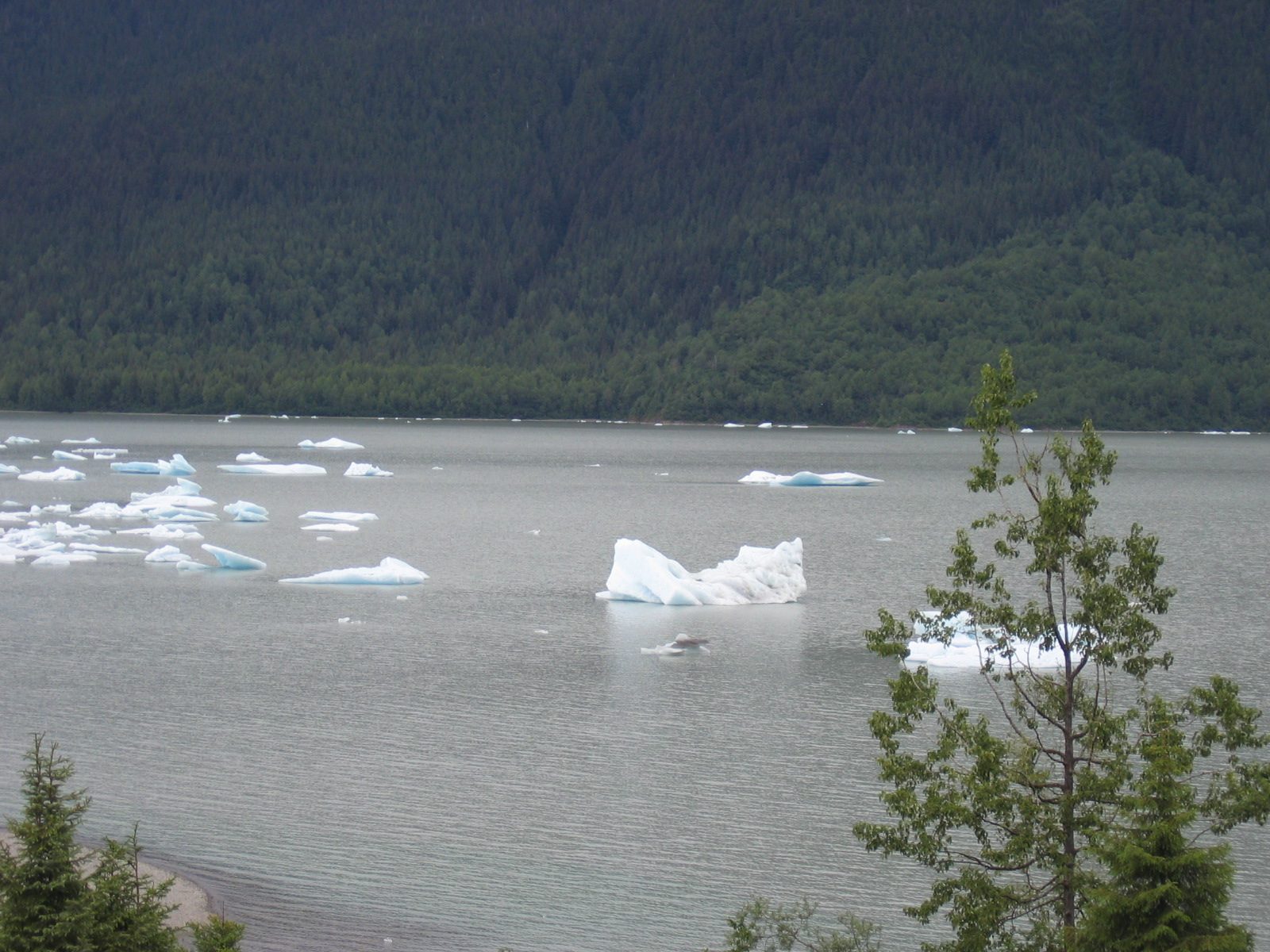 The ice bergs are in Mendelsohn Lake which is fed by the glacier.