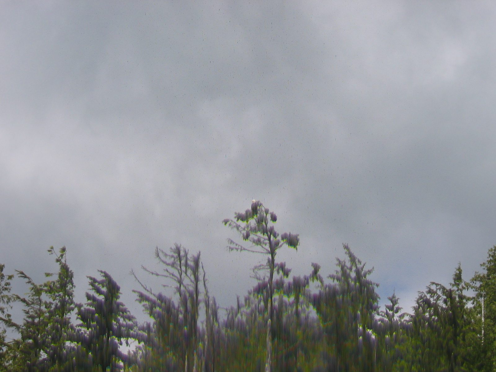 A bald eagle sitting in a tree as we leave Ketchikan harbor and head up to Misty Fjord .... "a...