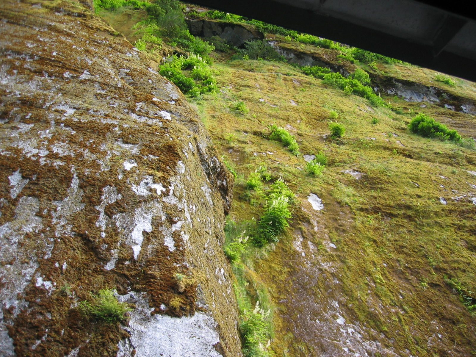 Astonishing how stuff will grow on rock faces (with enough rainfall).