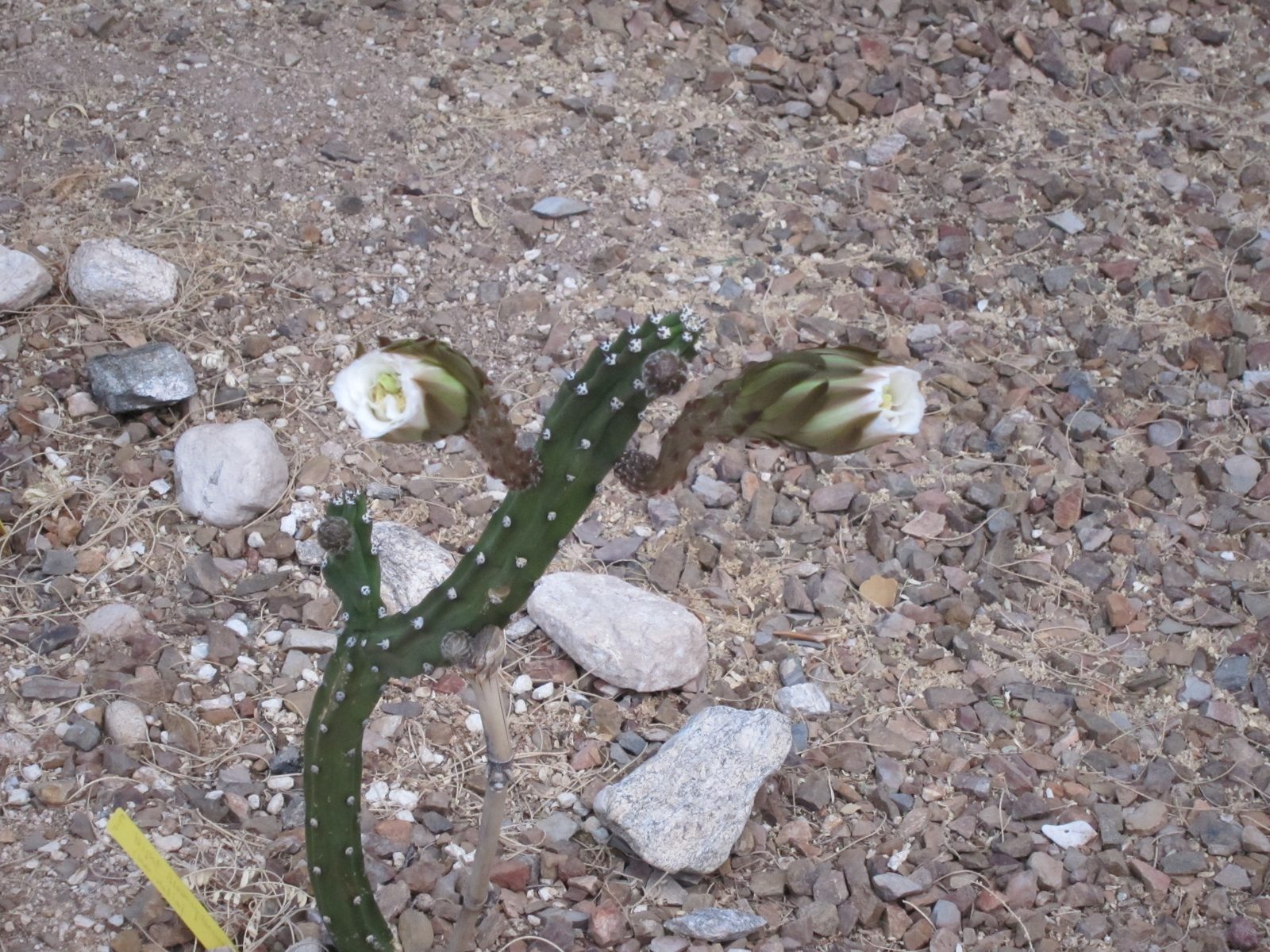 This is a night blooming cereus cactus.  This was just around 7 pm.  Around 2 hours earlier the...