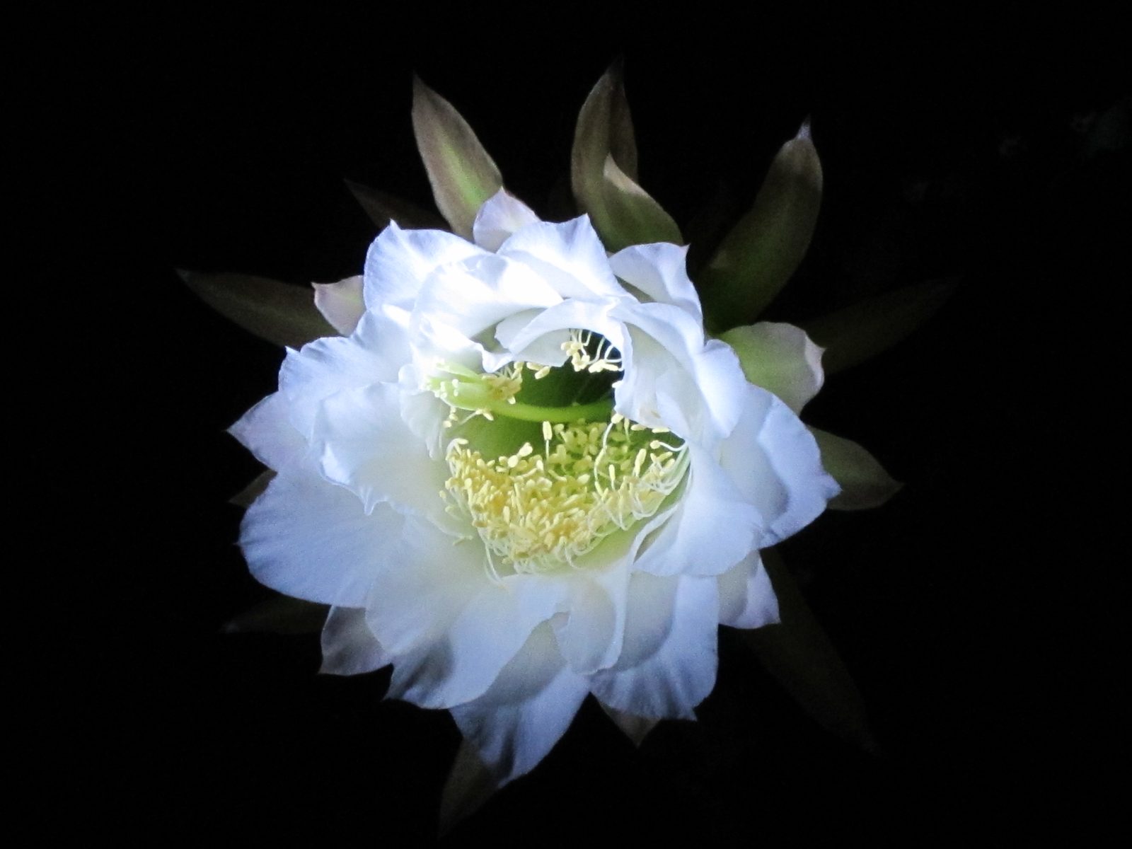 Same time, with a flashlight on the bloom.