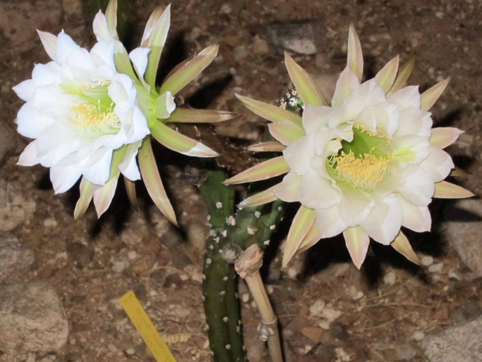 This is with the flash light on the left hand flower.