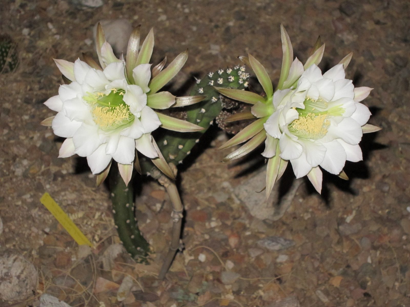 Pretty blooms - just with the flash from the S90