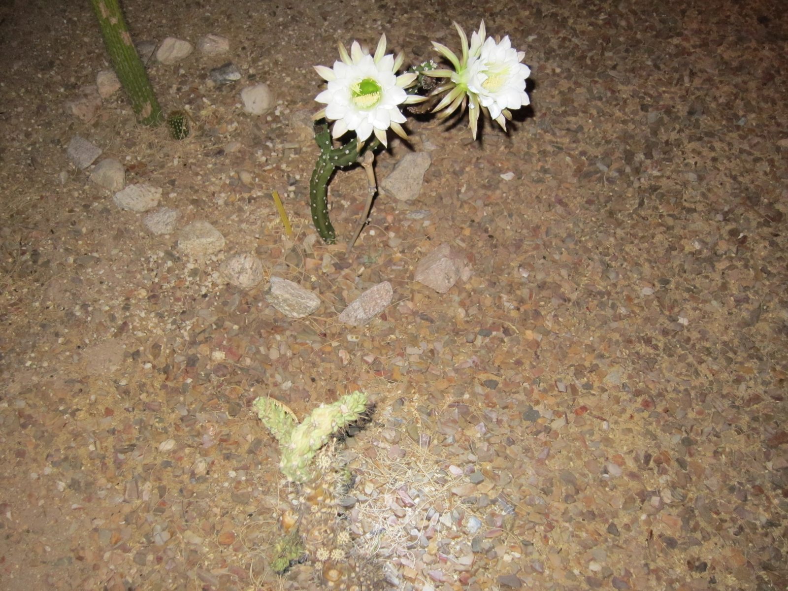 As we wee leaving around 10 pm.  By 6 am this morning, the blossoms had withered.  They bloom...