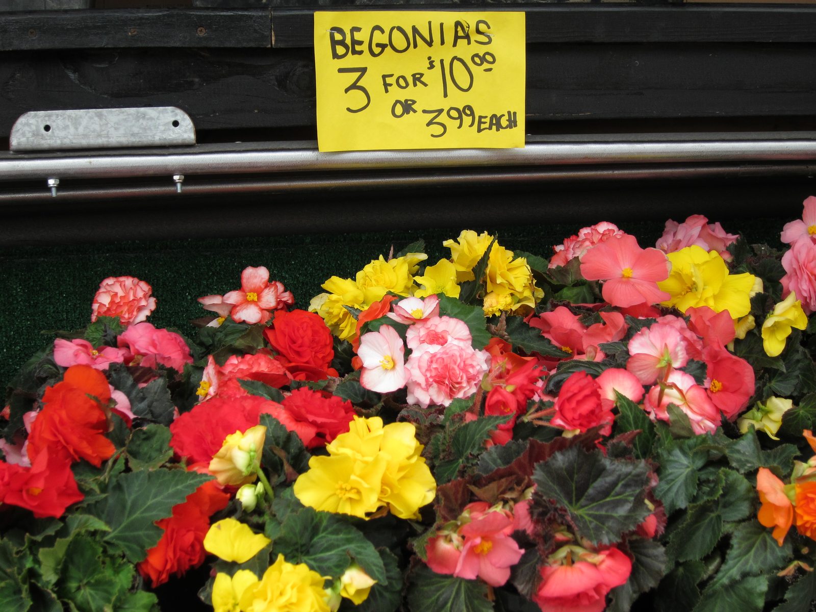 Wish I had a begonia store like this near me.