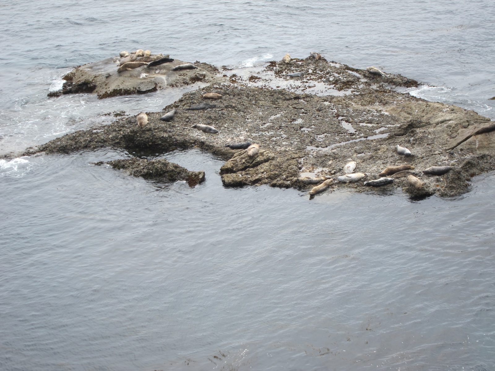 We arrive a Pt Lobos where the sea lions are enjoying their day in the sun ... sort of, as the...