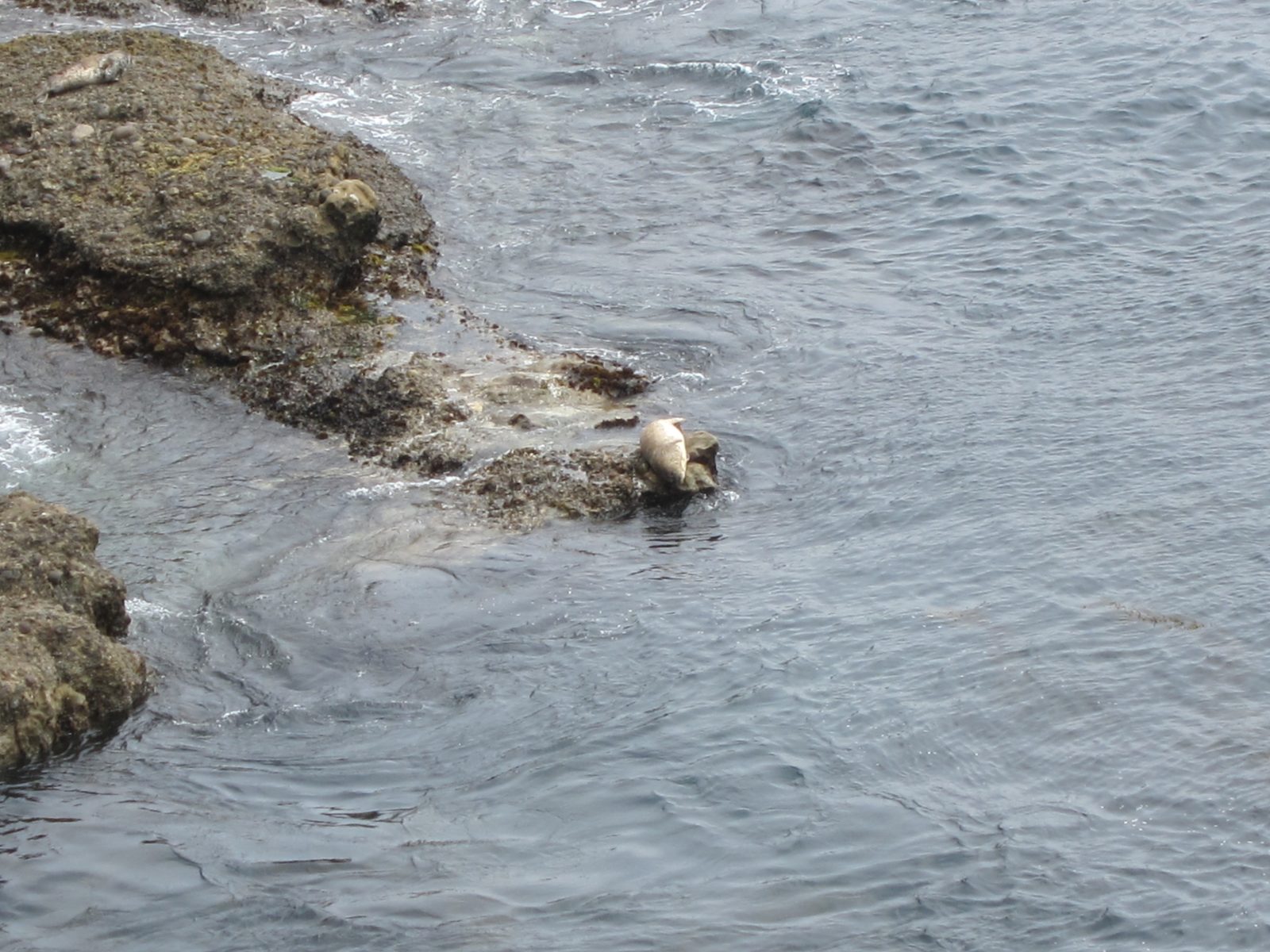 This sea lion has a Room of His Own.