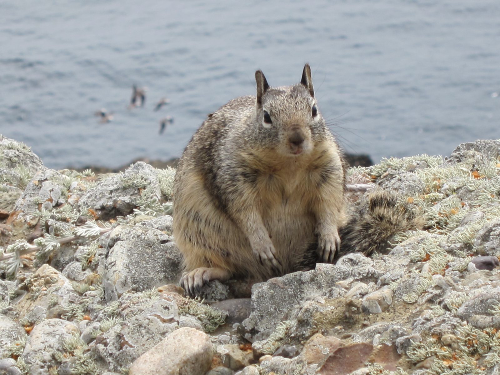Love the new lens.  This squirrel is not four feet tall.