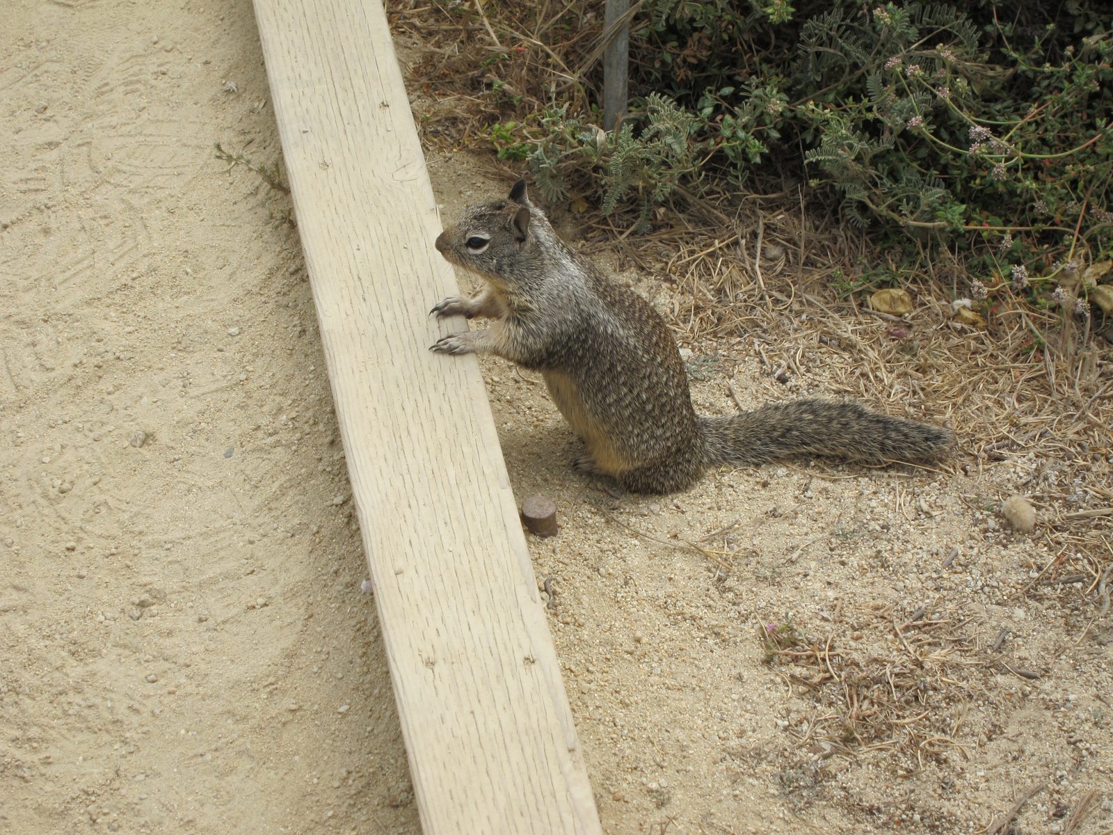 A different fellow.  I think they all work for potato chips.