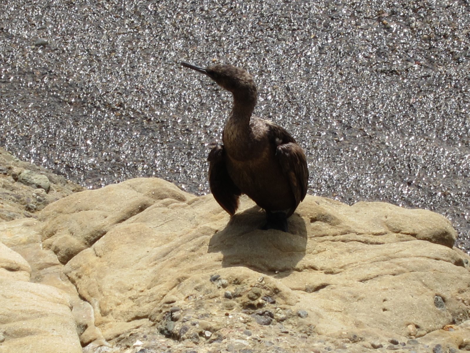 Close up of a cormorant.  That is the Pacific behind him, doing a fair impersonation of the Gulf off LA.