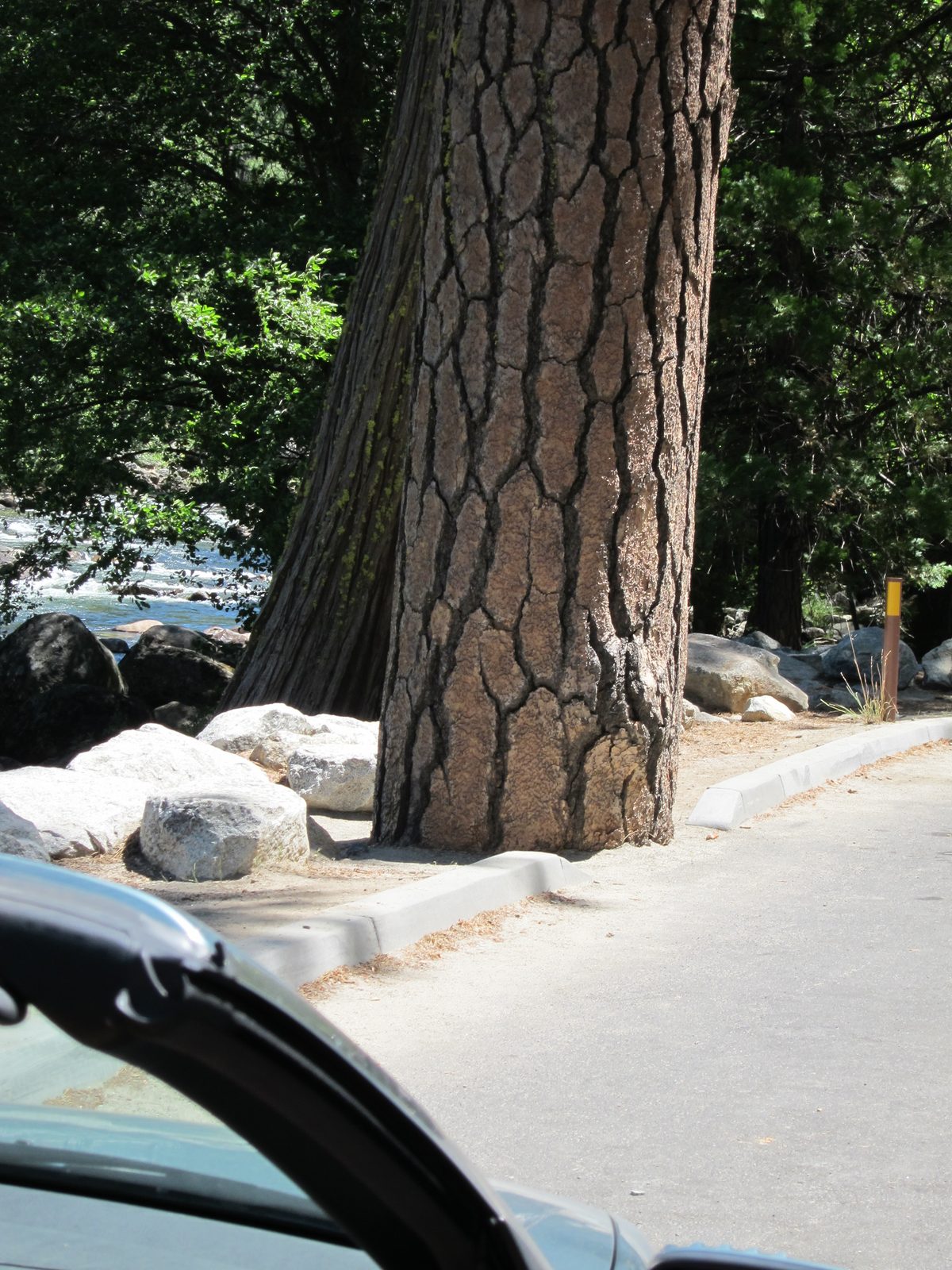 The straightness of the trunk, and the regularity of the pattern, made me half-suspect I would...