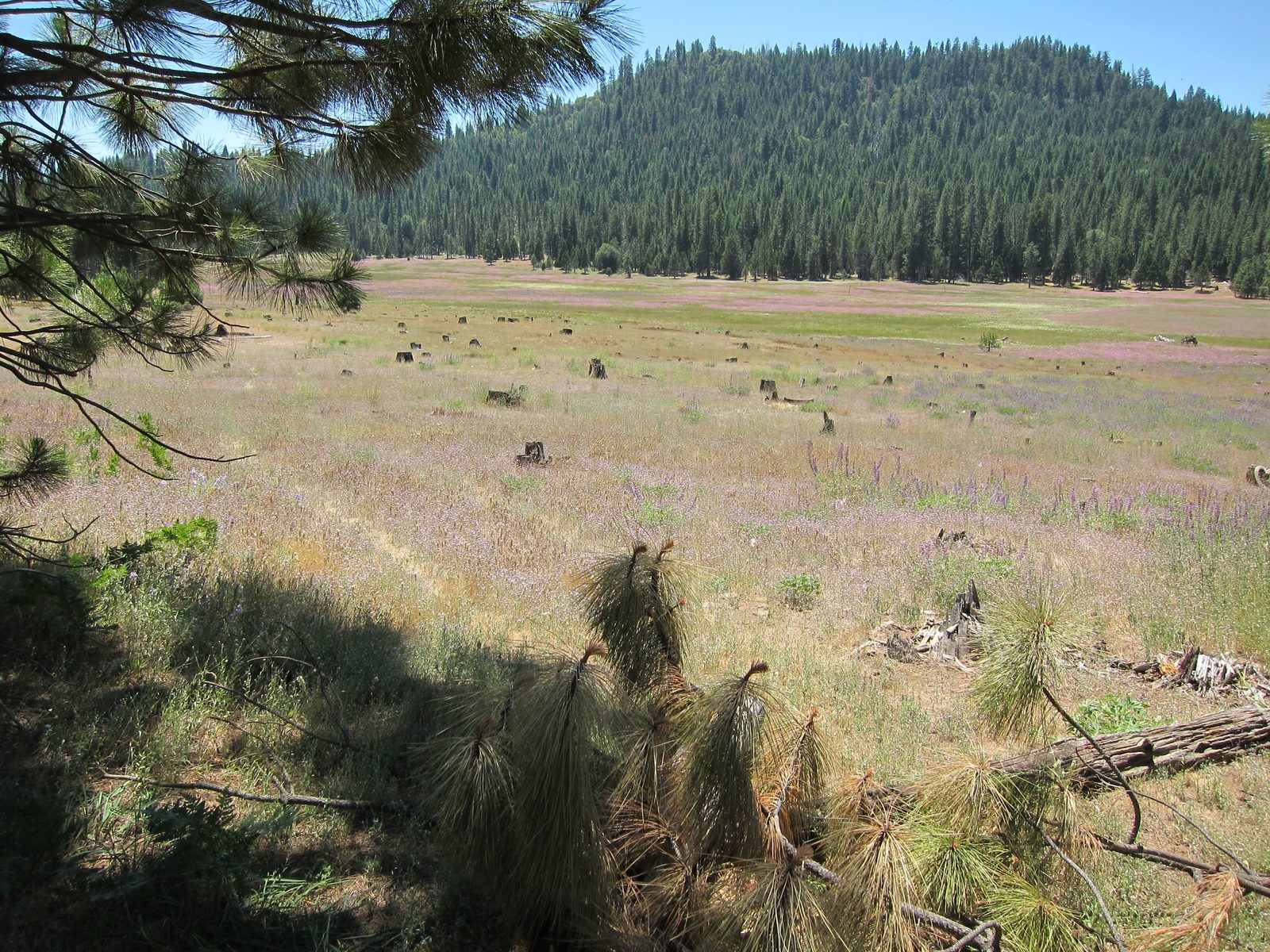 A field of wild flowers along Evergreen Road.  No way does this picture do it justice.  It was a...