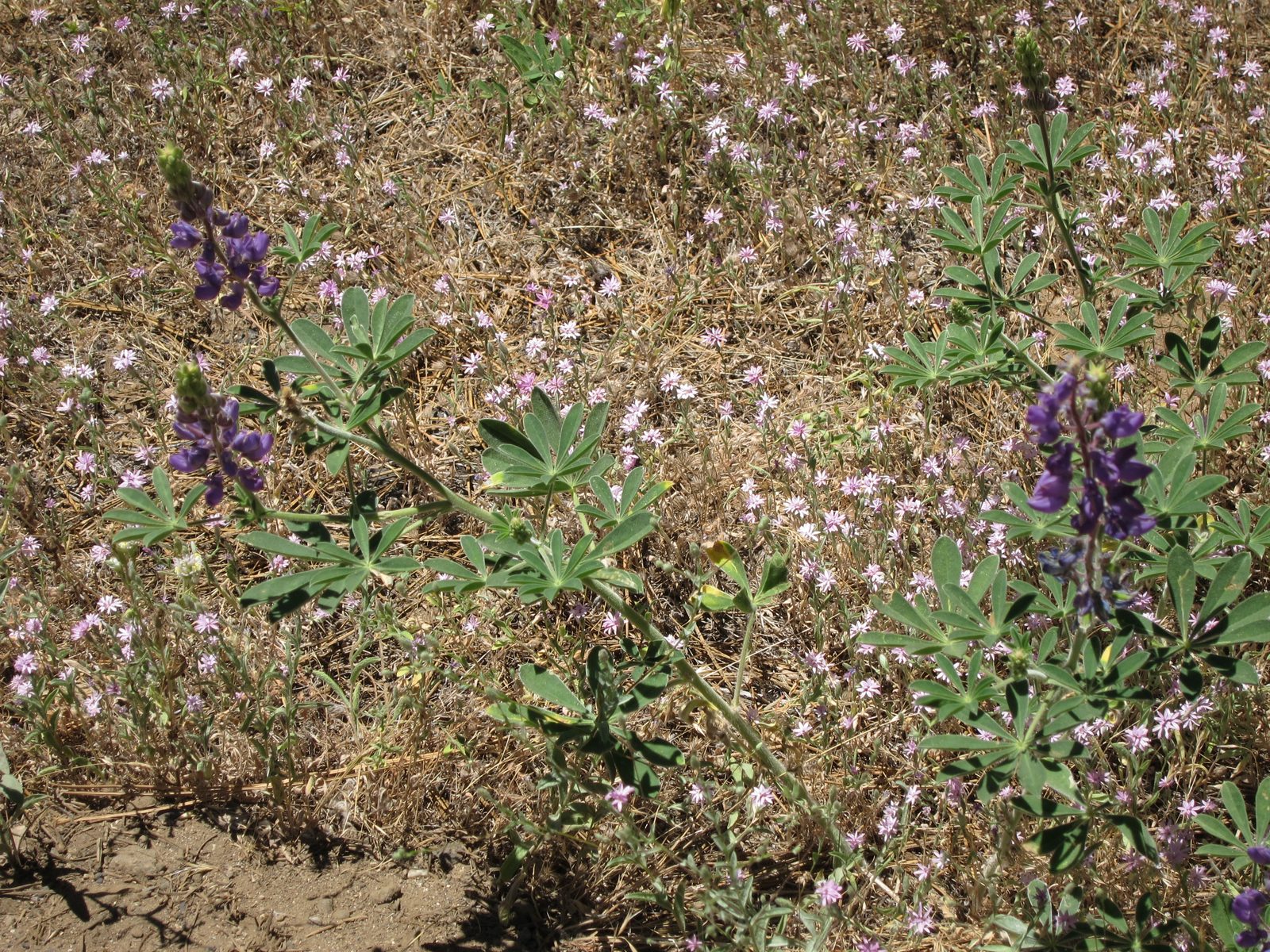A close up, with some purple lupine amidst an insignificant white flower whose name I have forgotten.