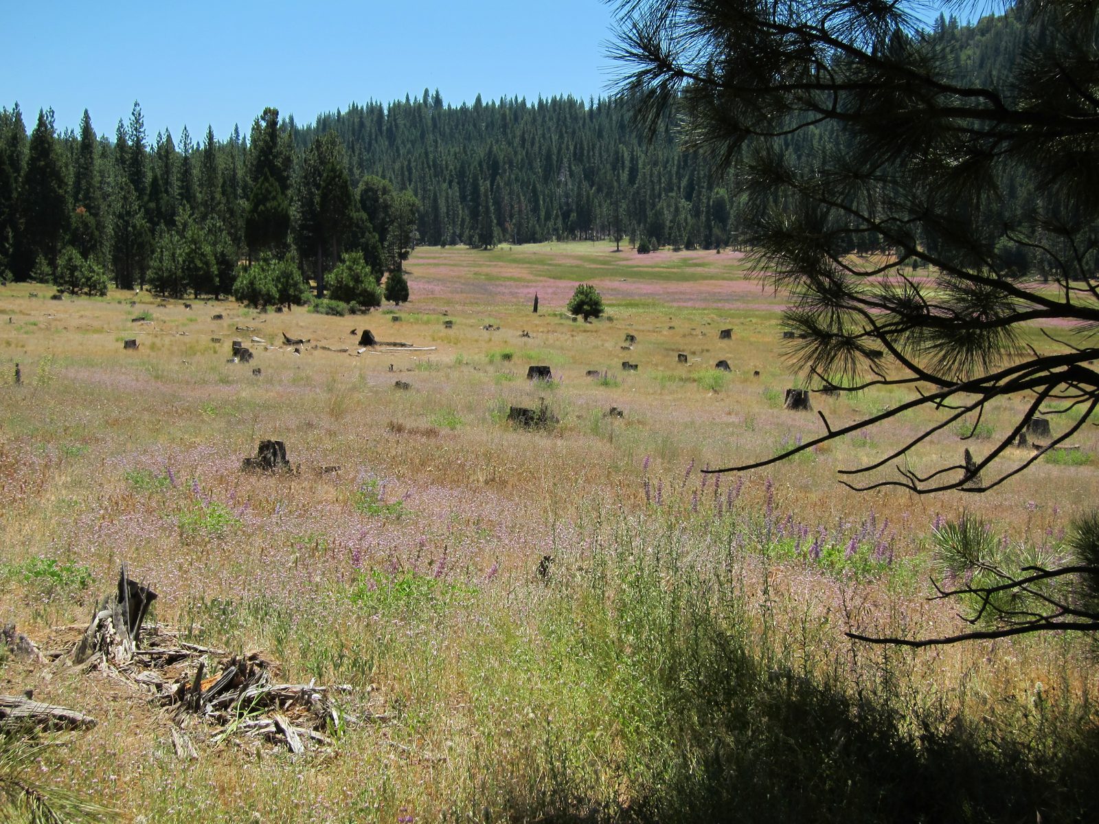 Another shot of the wildflowers ... the fuschia way in the back was quite brilliant.