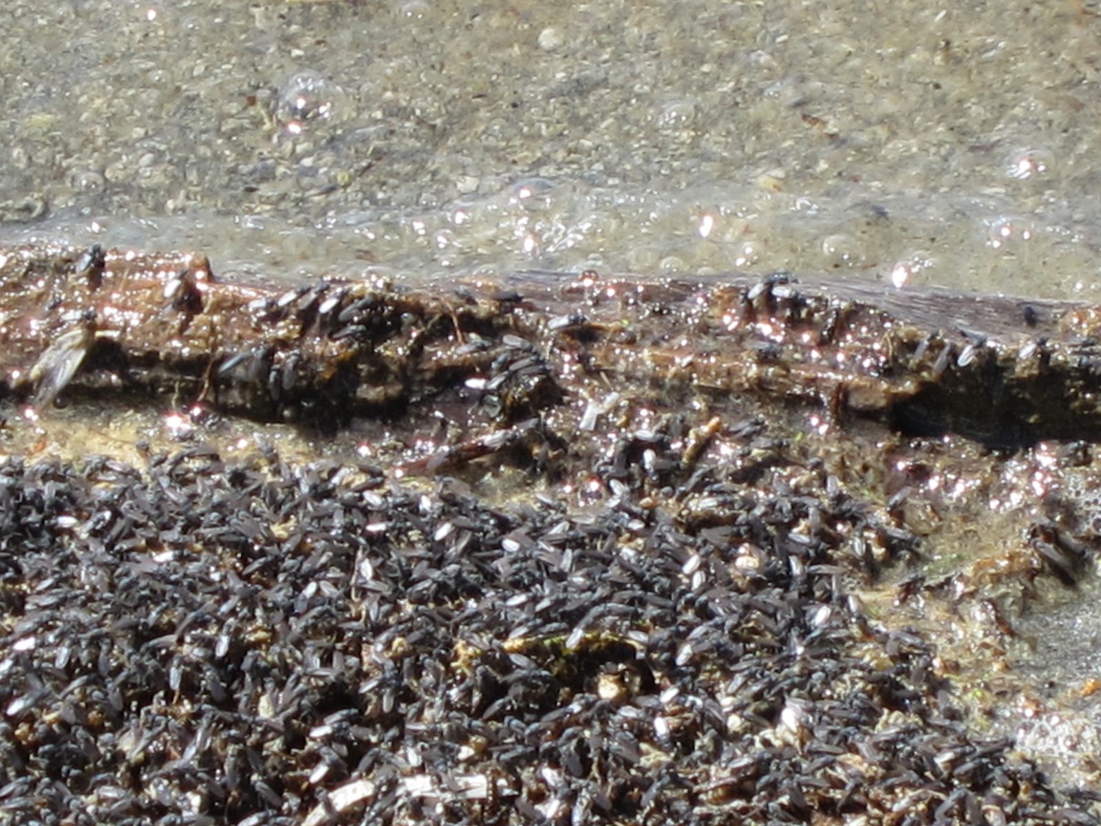 A close up of the alkali flies.