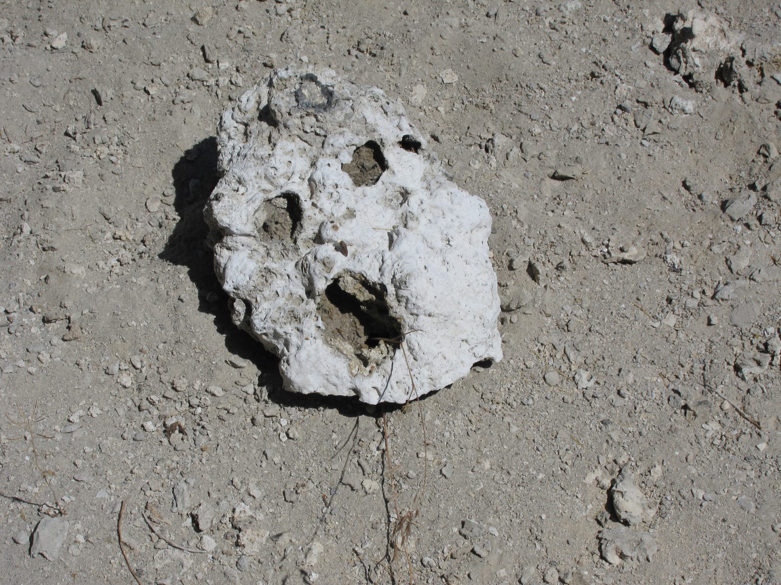 and then, a dead Tufa ... very Edward Munch-ish.