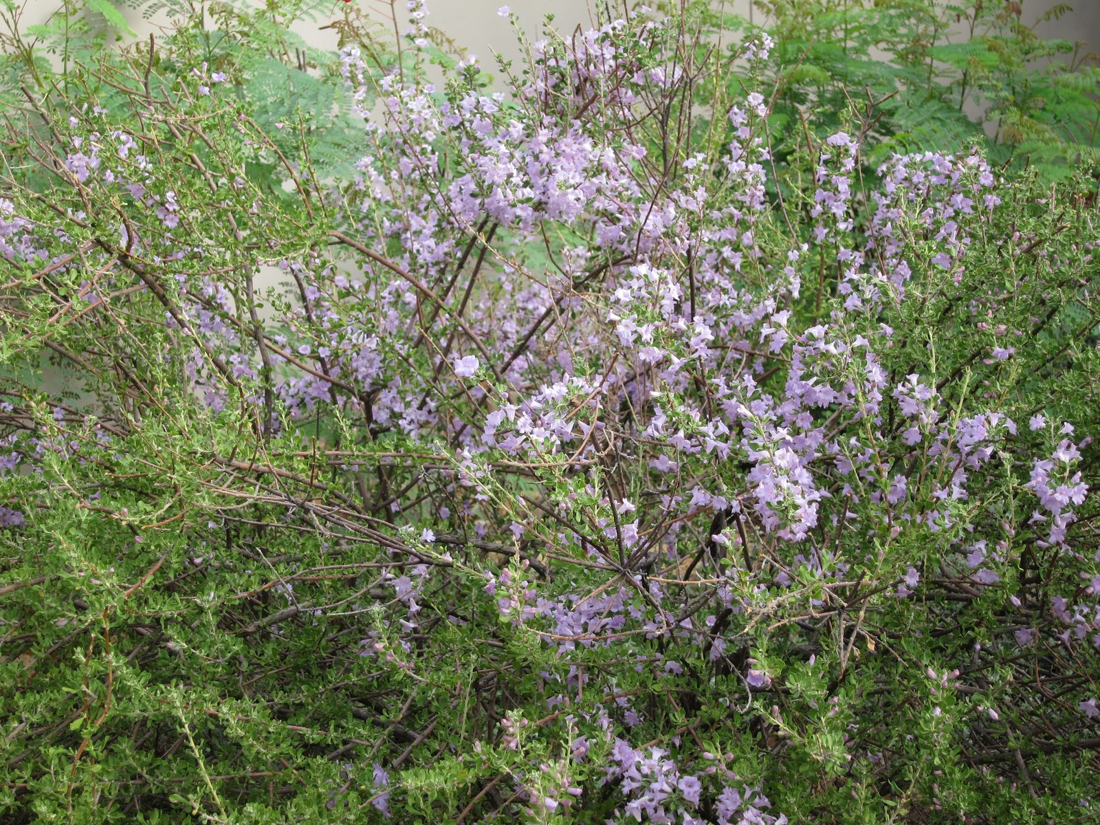 And possibly rosemary?
