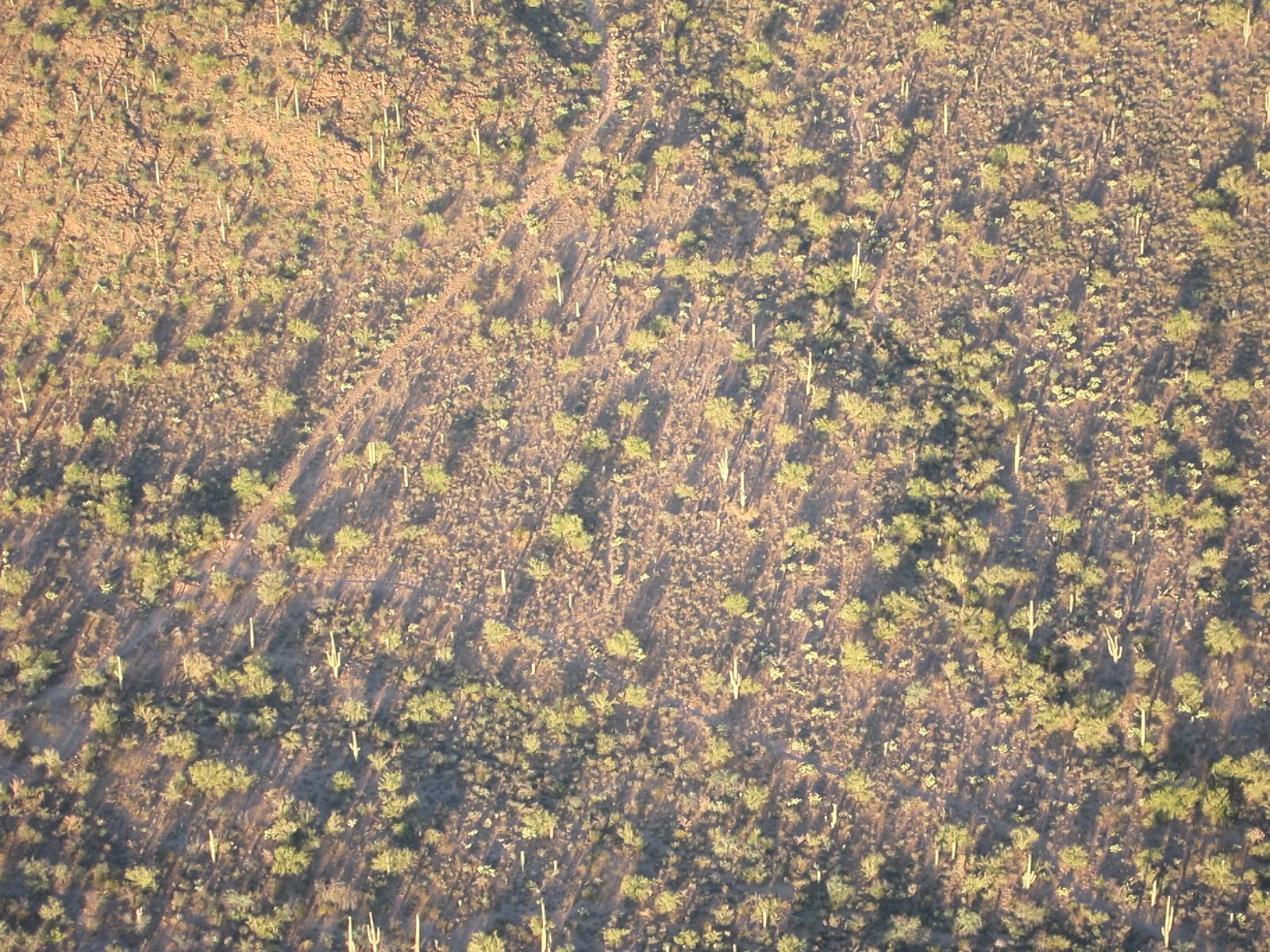 The saguaros were just about glowing with the Eastern sun on them