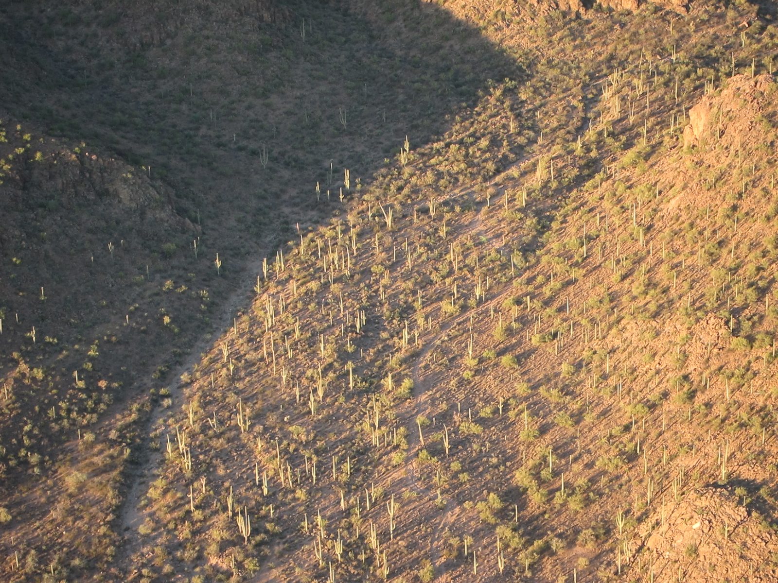 More saguaros on the hillside