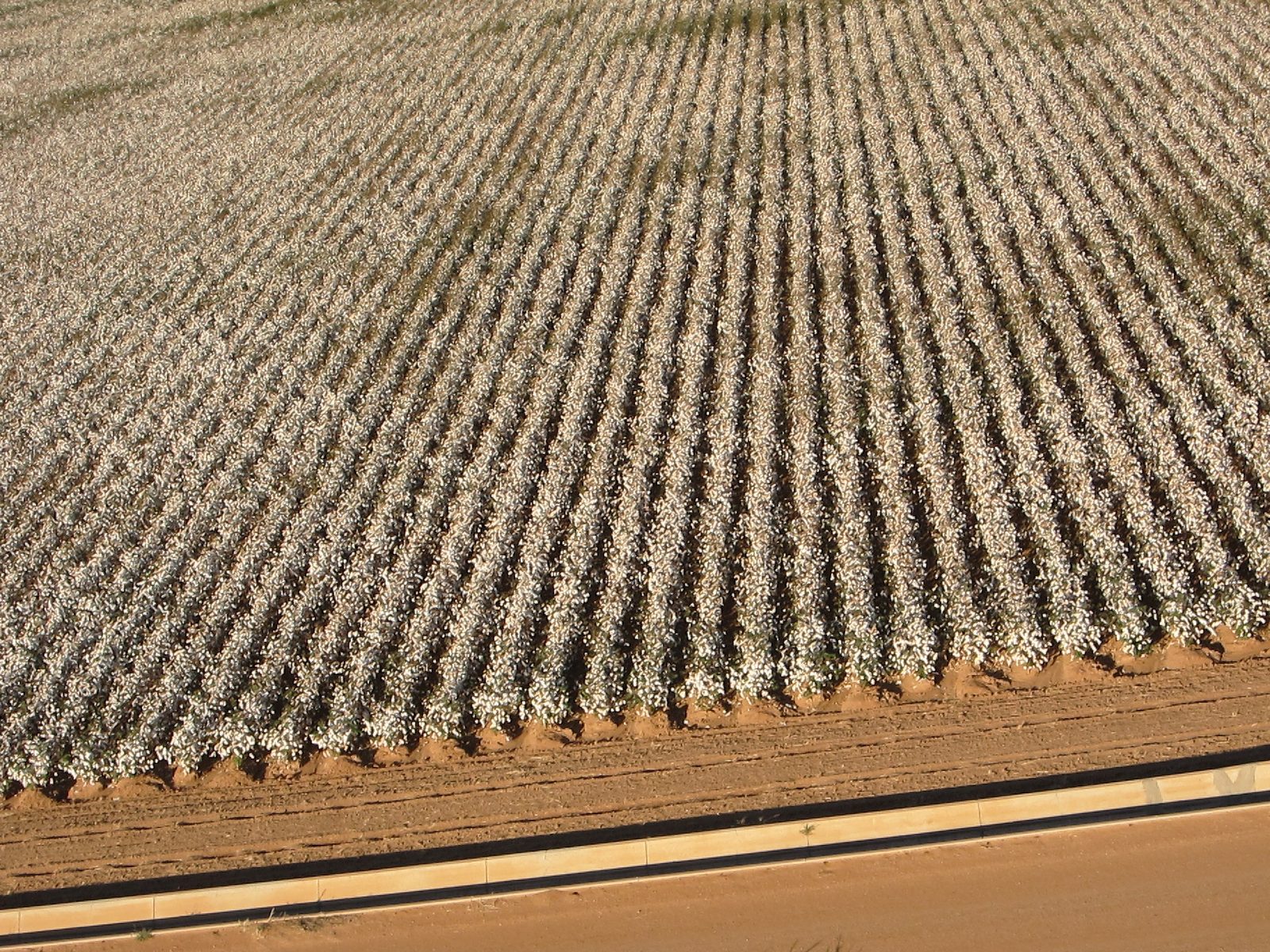 Lots of Pima Cotton waiting to be picked.