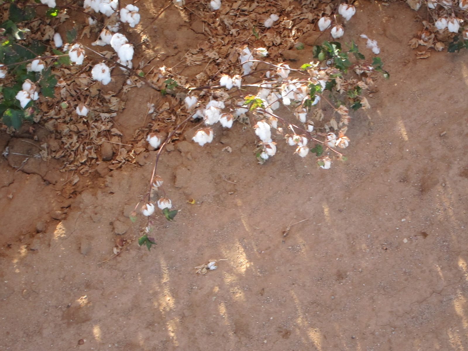 ... though this doesn't really seem to support that.  They use a defoilant to remove the leaves...