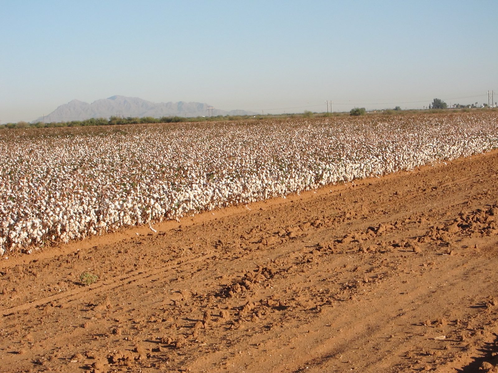 We landed on this "road" alongside the cotton patch.