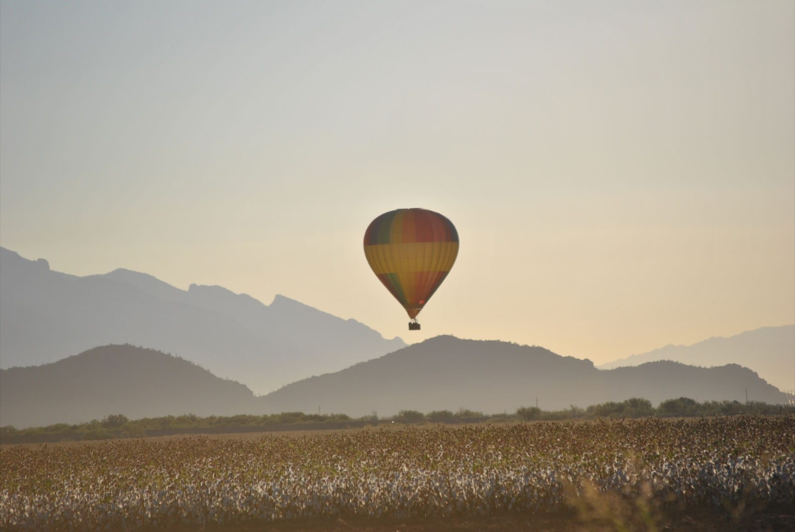 Hanging low over the cotton fields