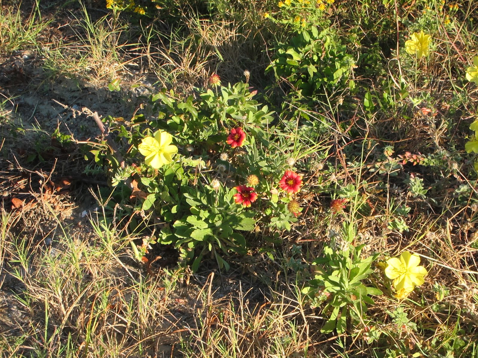 More AZ / SC flora ... the gaillardia flower.