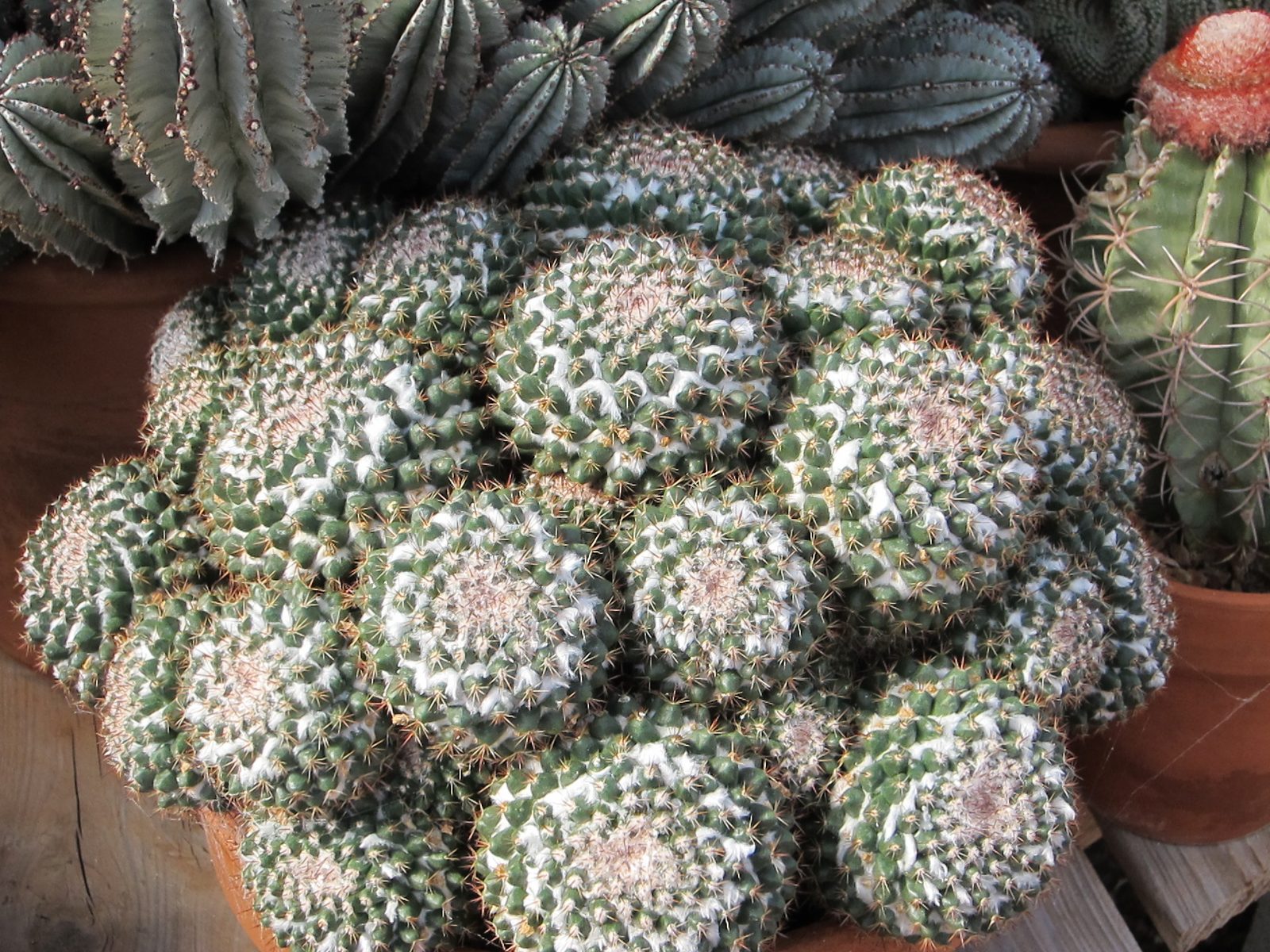 Color variation like here:  green, cream, pink