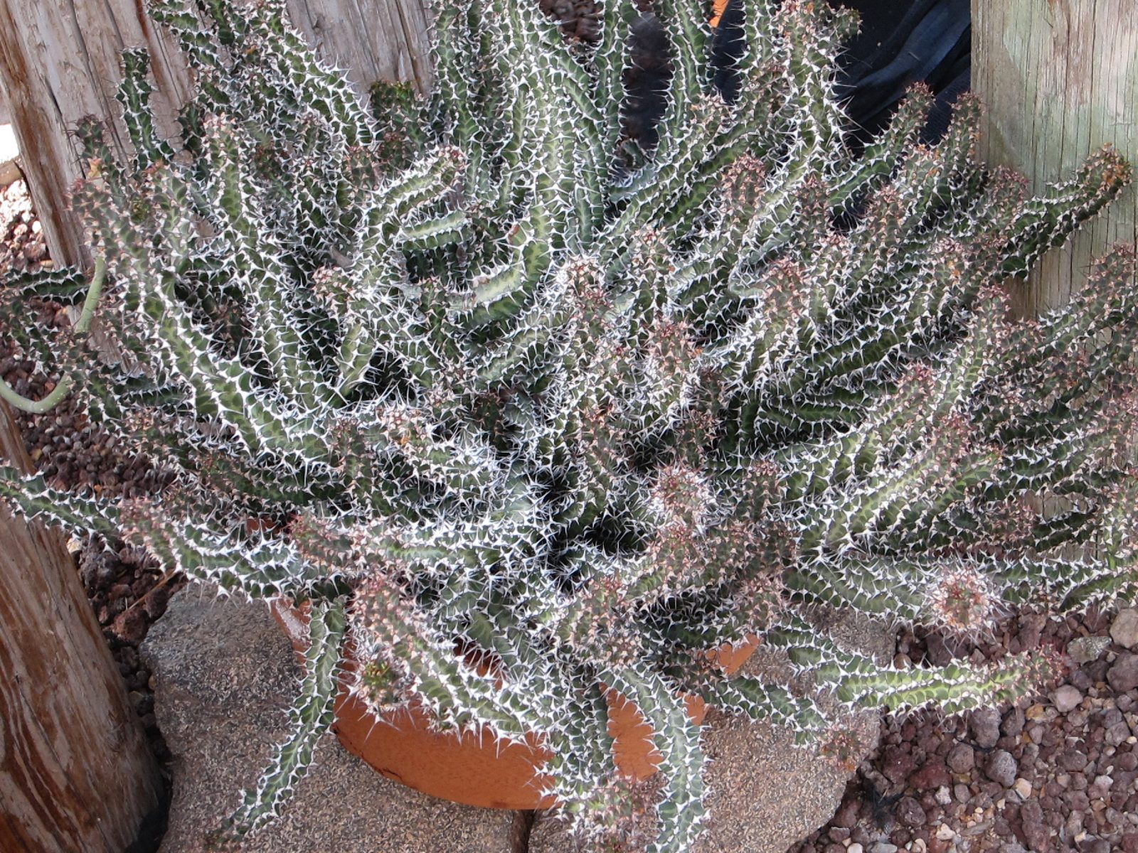 Medusa's hair inspiration?