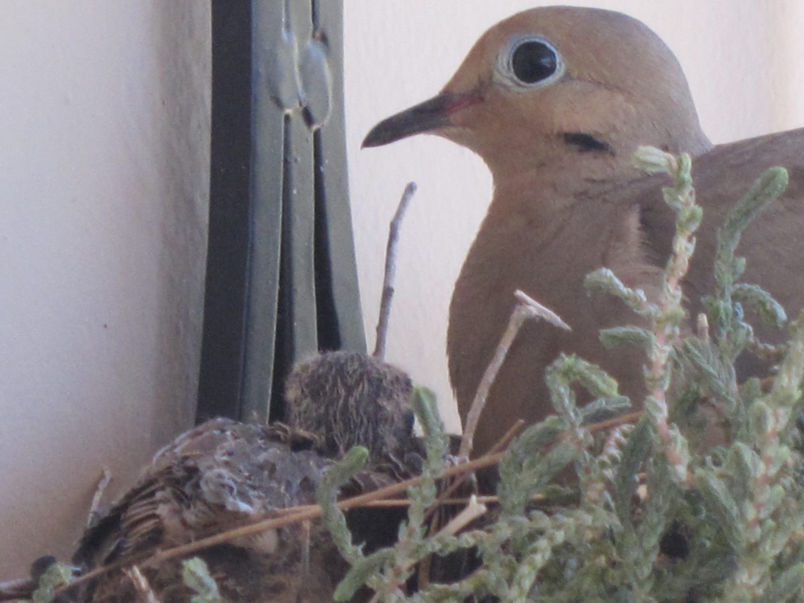 Ah ... the eggs have hatched ... these guys are getting big