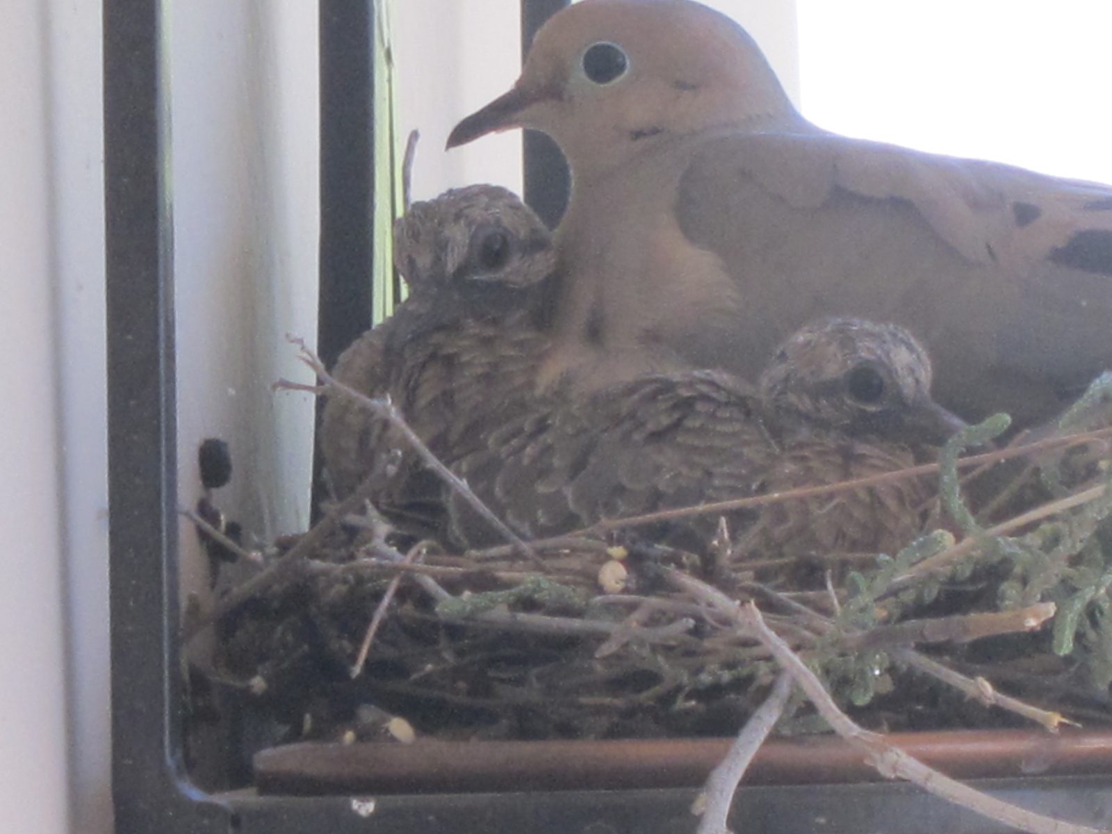 Taken from inside, really zoomed in.  She's getting pretty nervous if you walk near the nest.