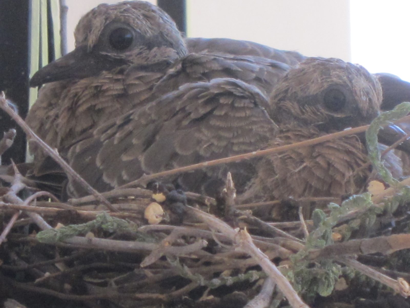 In fact, she flew off so I snuck outside for this close up