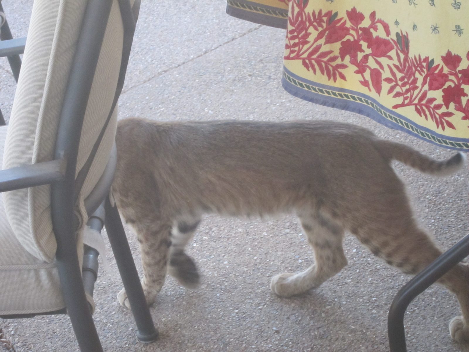 Uh oh,who's that?