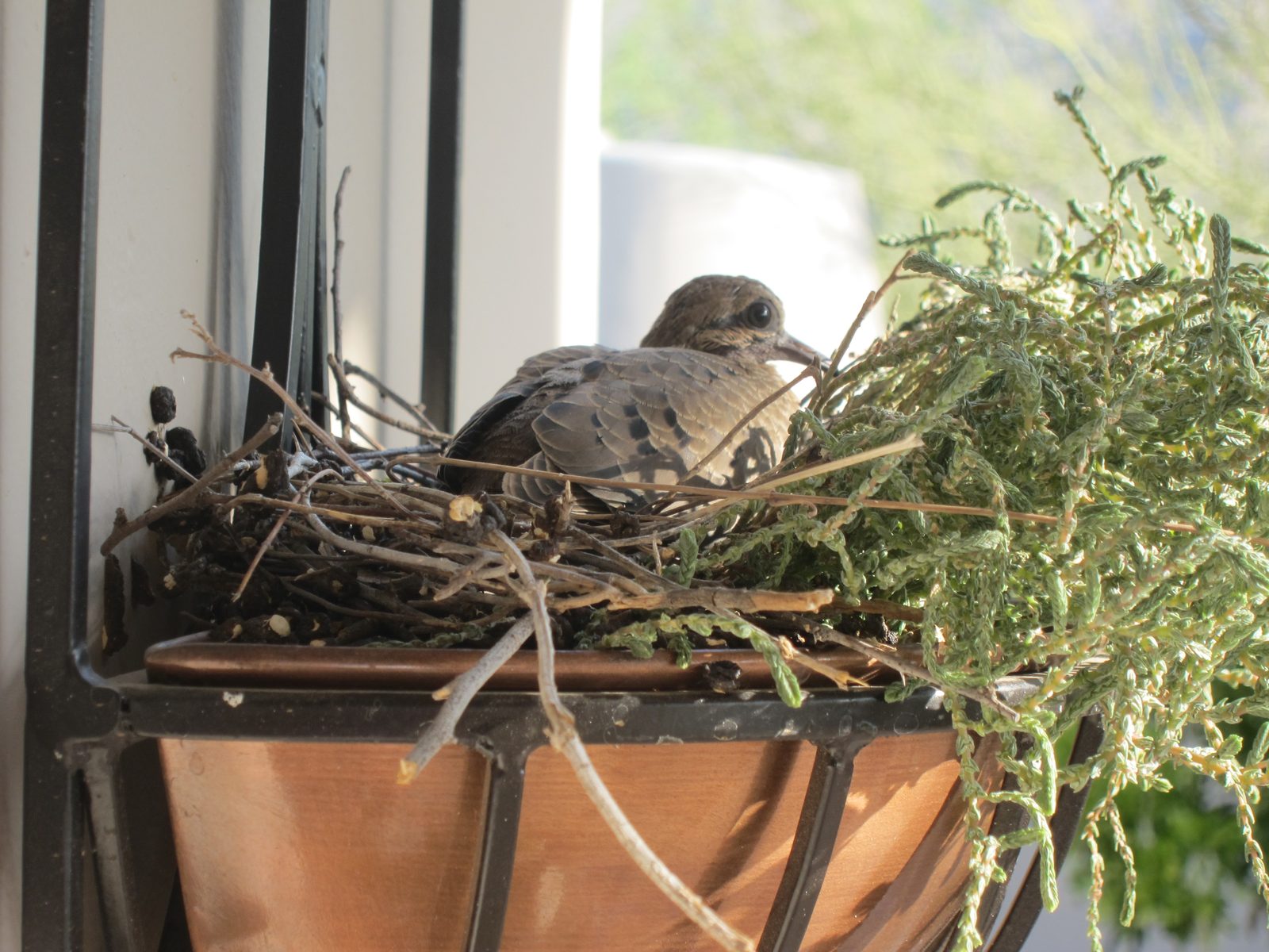 The next morning ... and he's looking kind of lonely.  But an hour later the nest was empty.