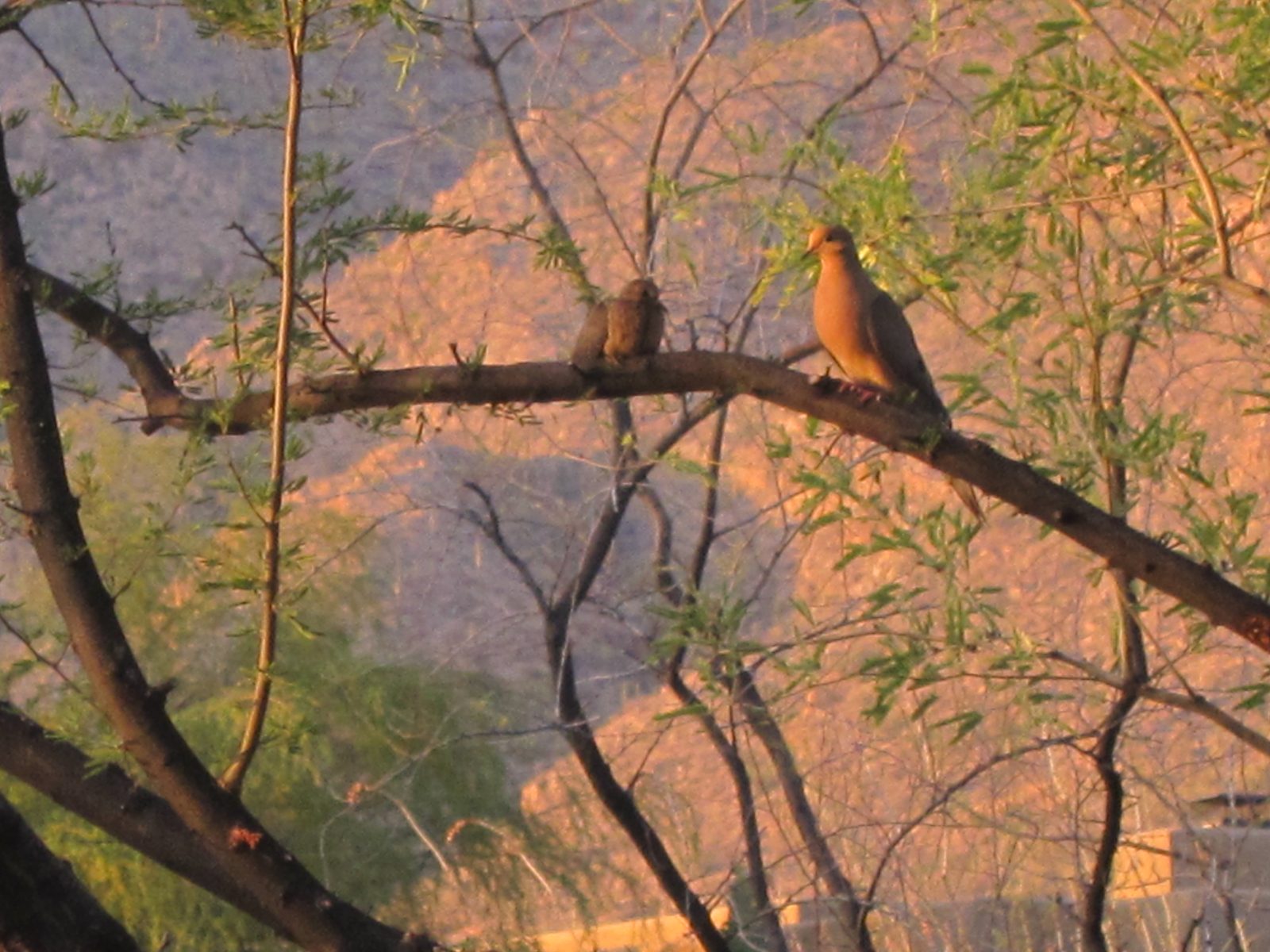 Ah ... the following night.   Mom and Chick 1 on a branch of the Acacia