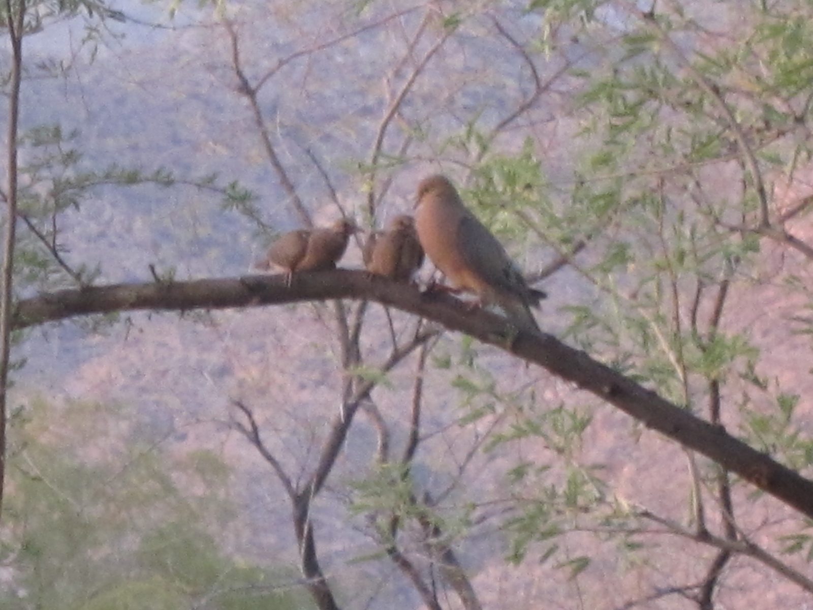 Now, look who's flown in.  We were so happy to see the whole family coming back to check out the...