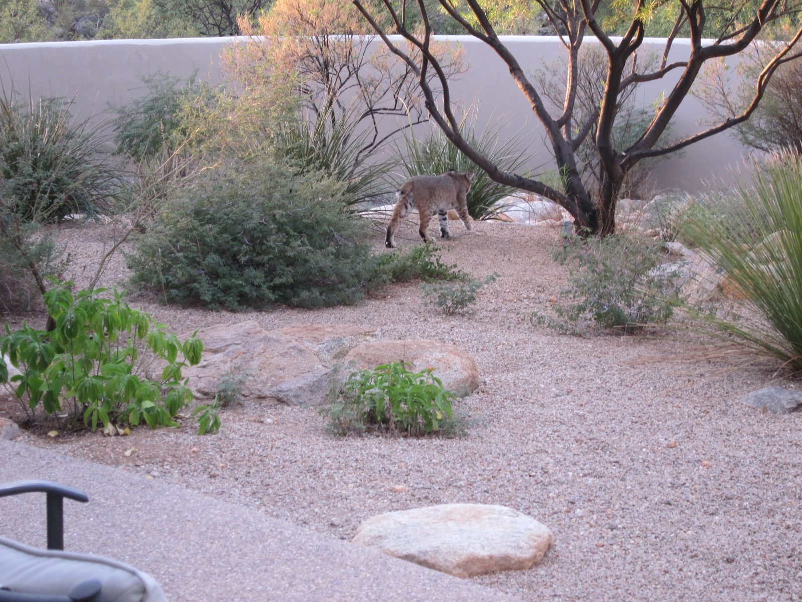 One of the neighborhood denizens came to check out the work.