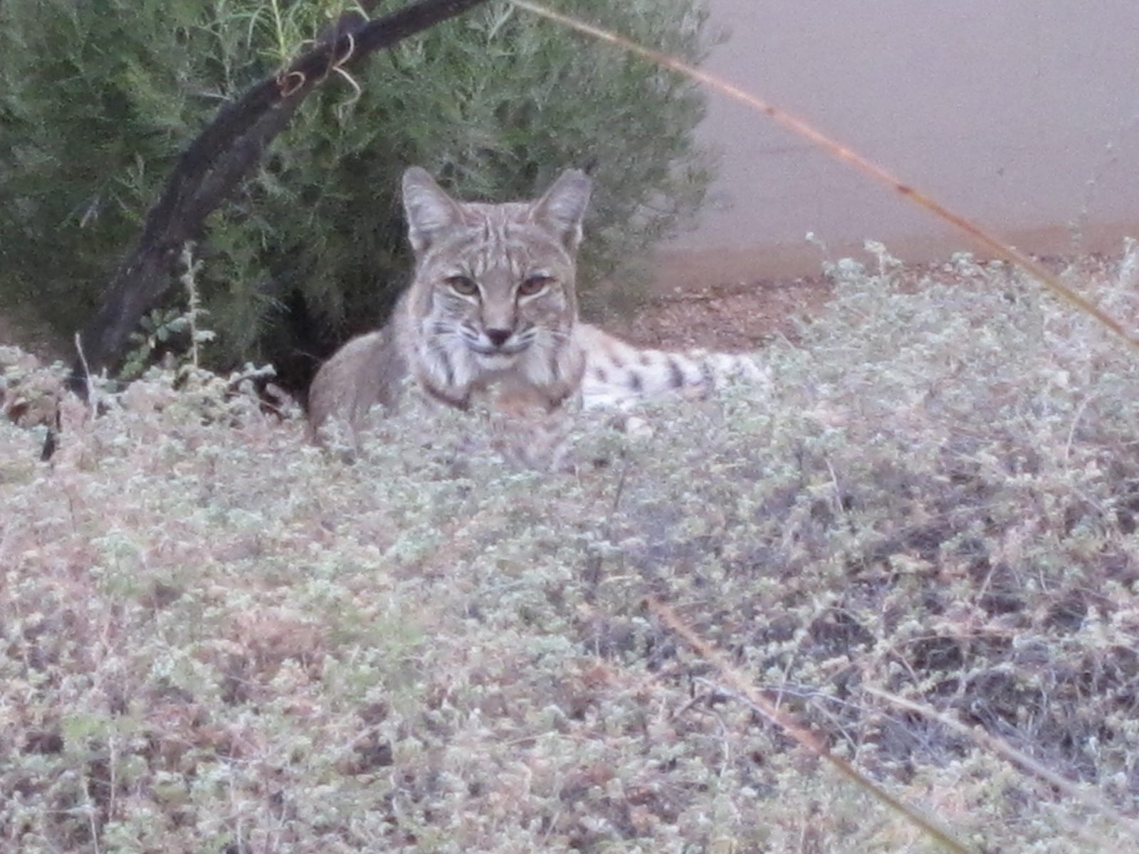 Pretty neat picture, if I say so myself.  Love his stare.  About then Dad came out and I turned...