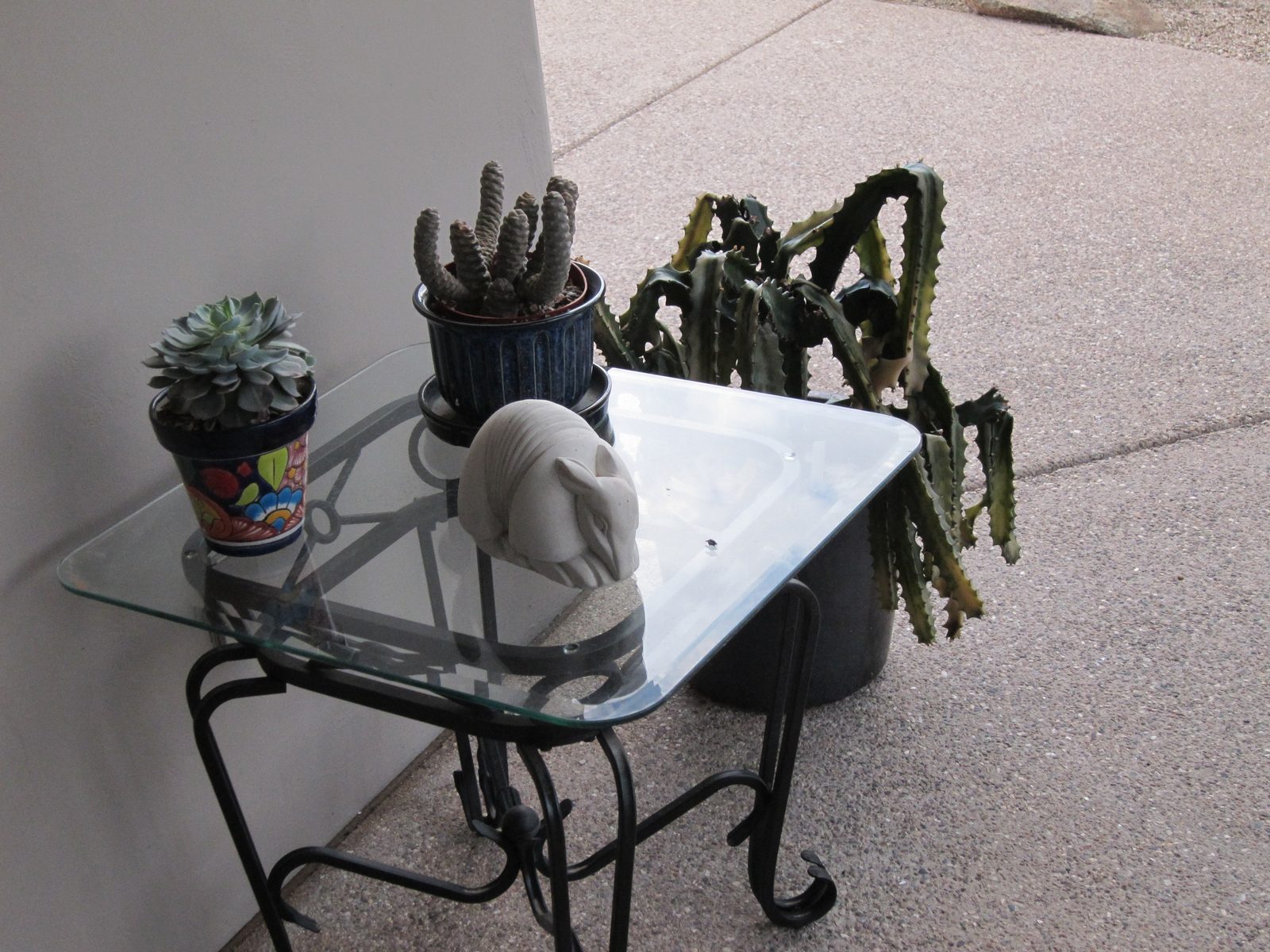 Two cacti that survived the frost and one that didn't.  Though I've been told to just "let it...